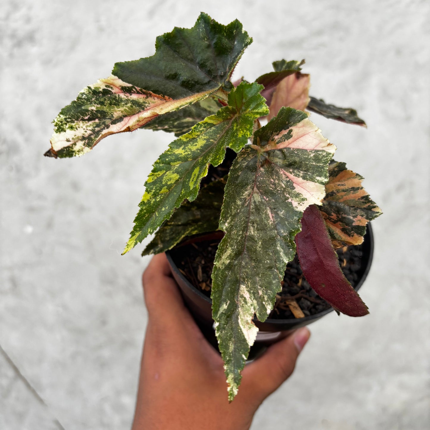 Begonia Ginny Galaxy Variegated