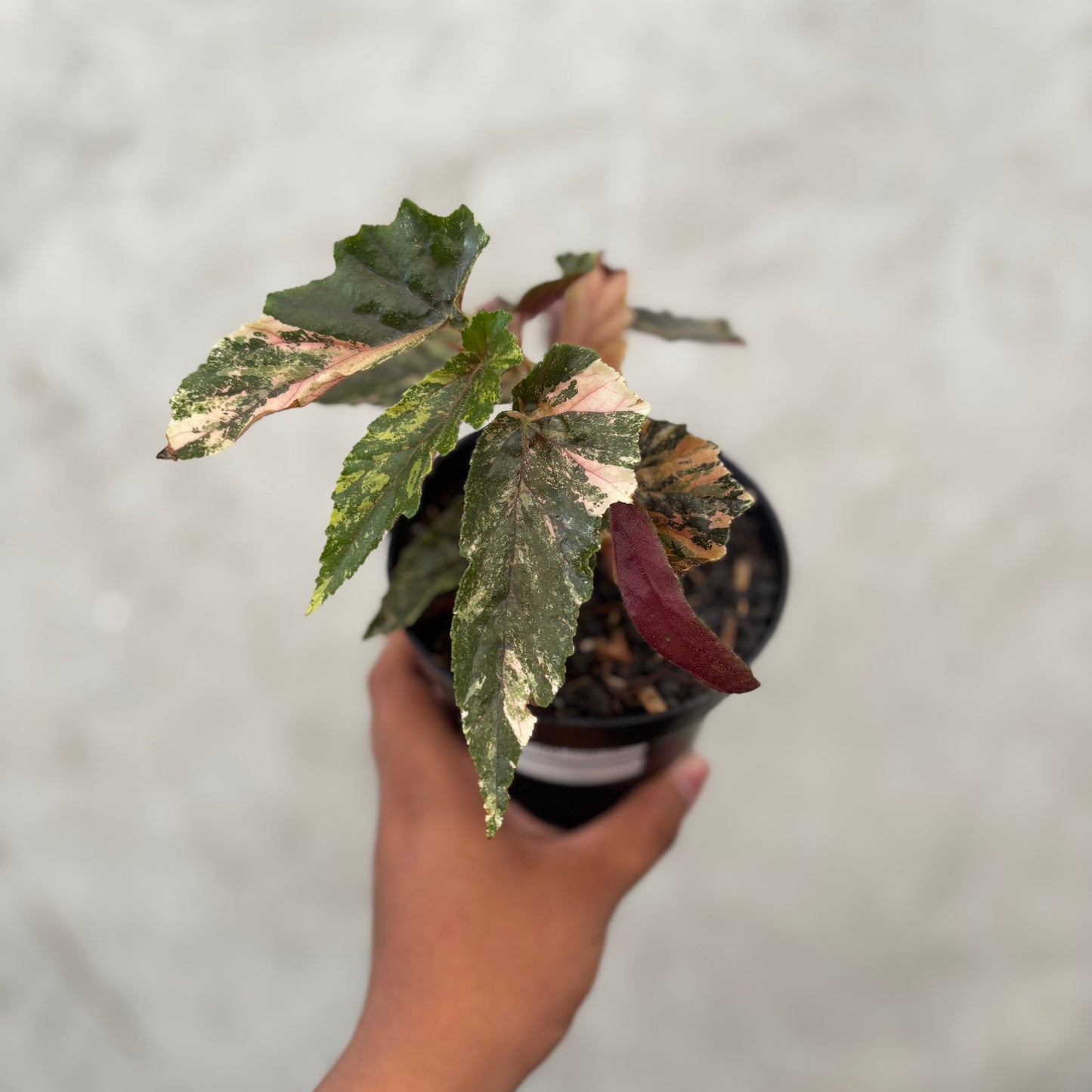 Begonia Ginny Galaxy Variegated