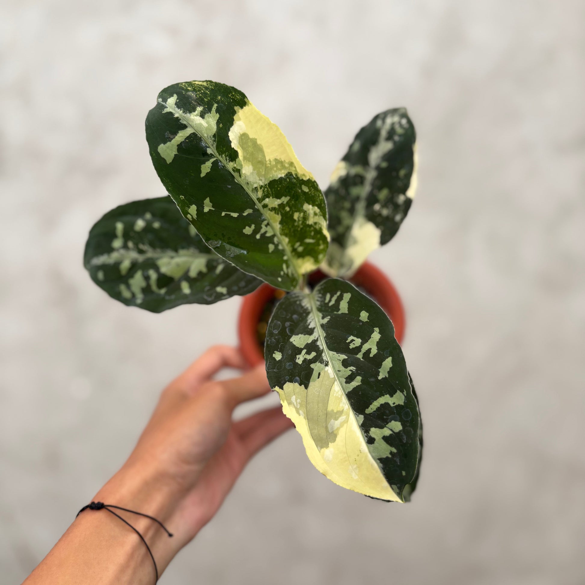 Aglaonema Pictum Bicolor Variegated - Indonesian Rare Plants