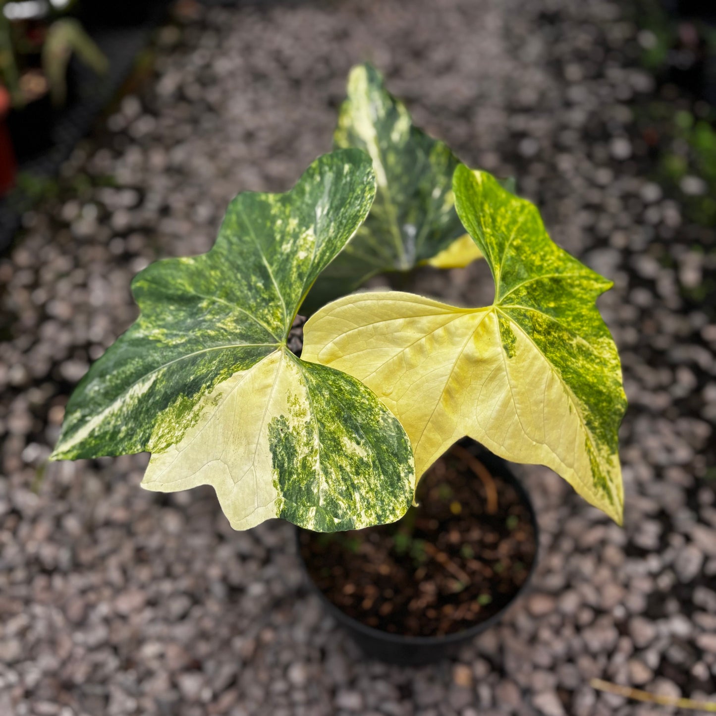 Anthurium Pterodactyl Variegated Mature Size - Indonesian Rare Plants