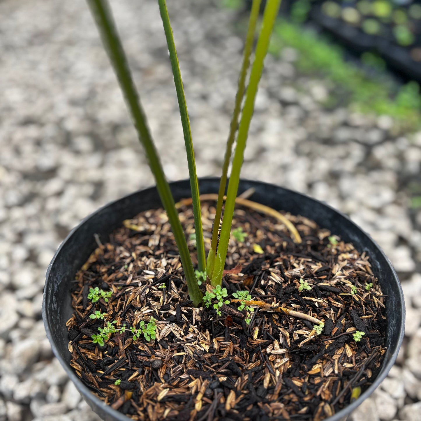 Anthurium Pterodactyl Variegated Mature Size