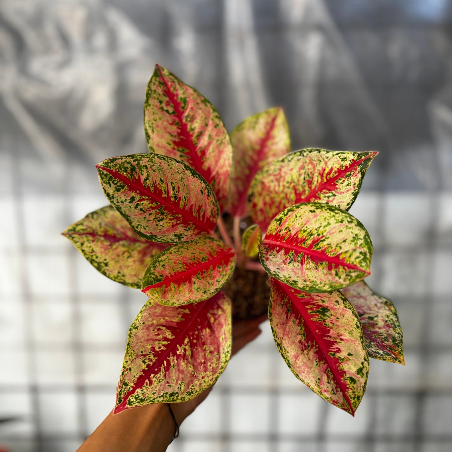 Aglaonema Sweet Dream - Indonesian Rare Plants