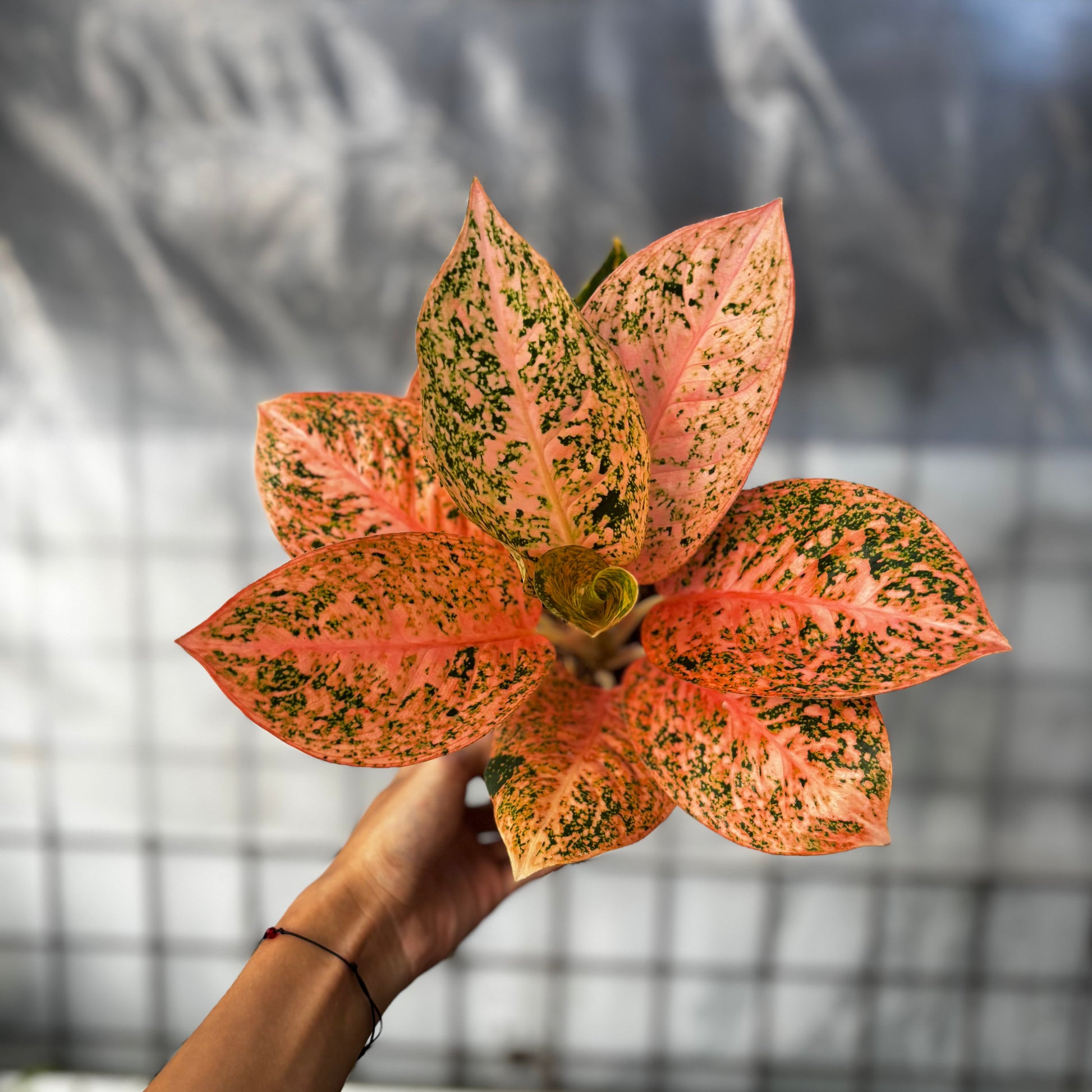 Aglaonema Orange Stardust - Indonesian Rare Plants