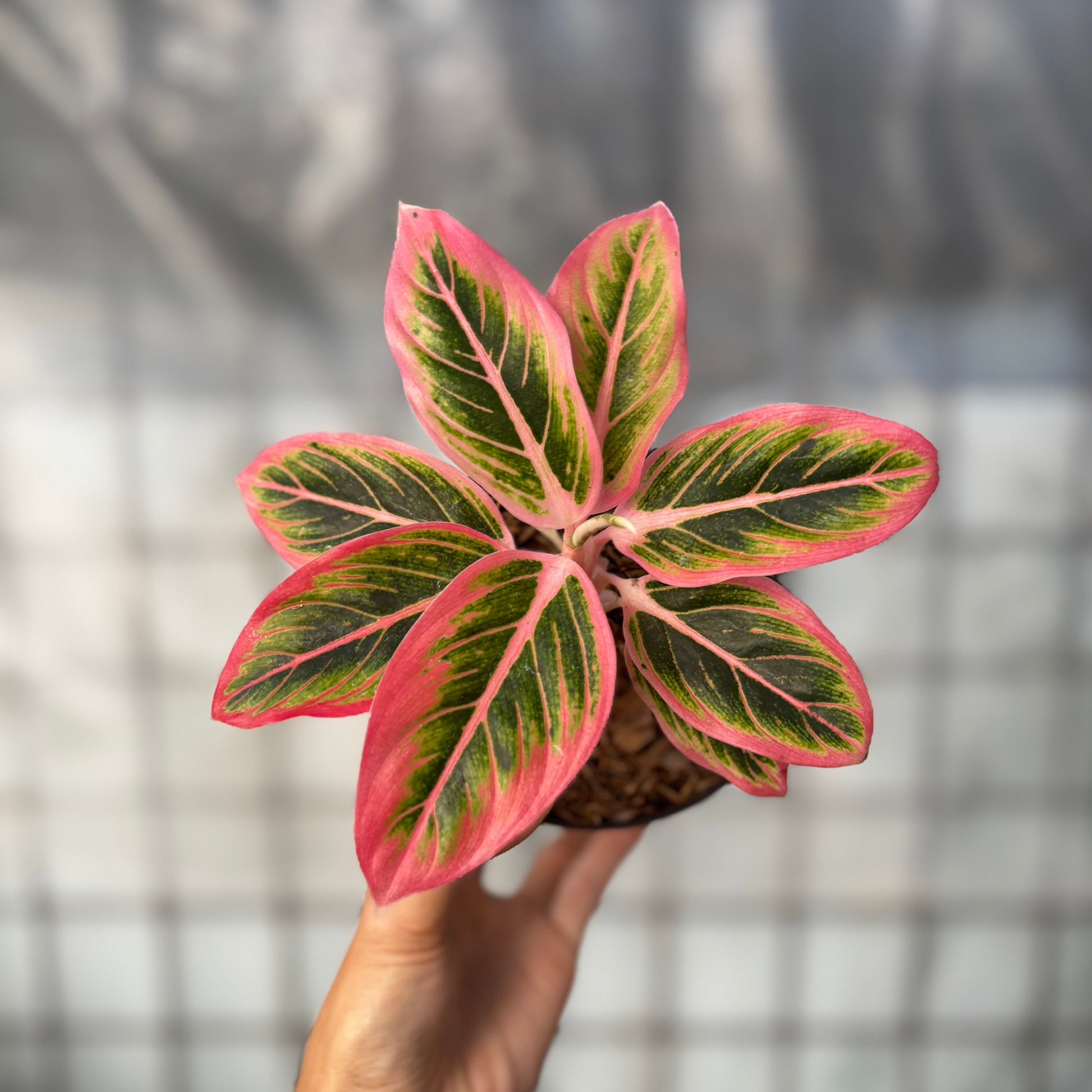 Aglaonema Lotus - Indonesian Rare Plants
