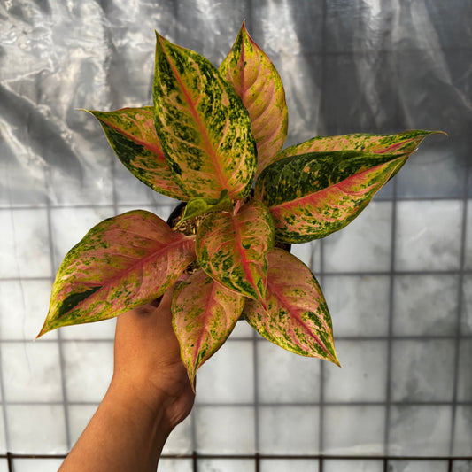 Aglaonema Light of Dream - Indonesian Rare Plants