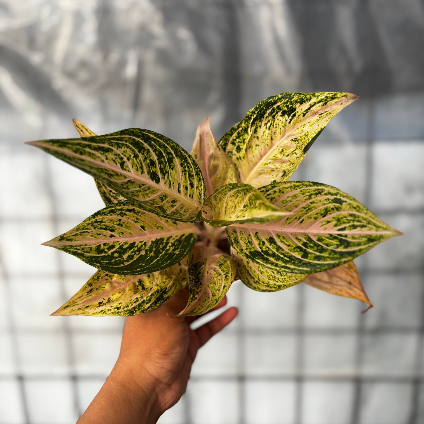 Aglaonema Tiara Violet - Indonesian Rare Plants