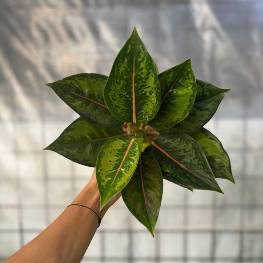 Aglaonema Green Javana - Indonesian Rare Plants
