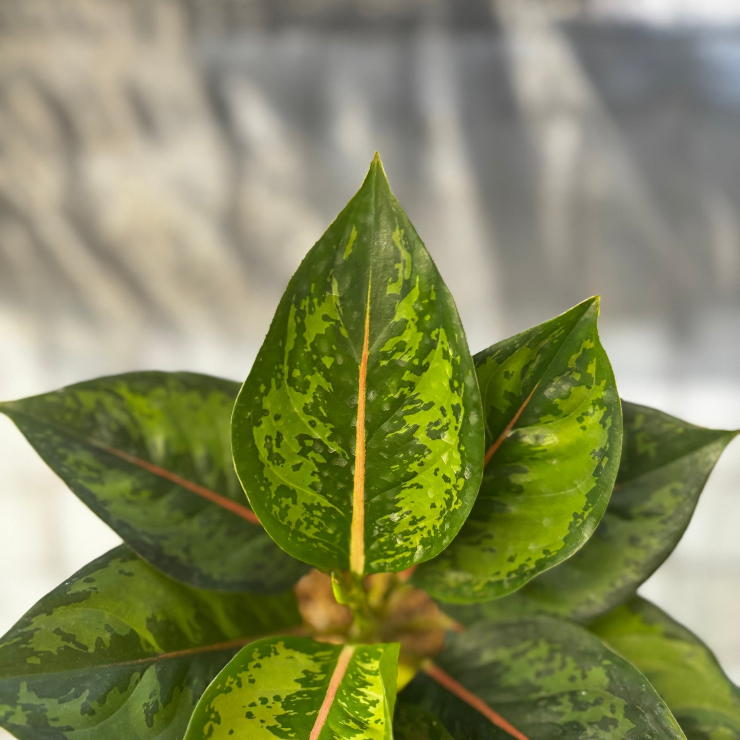 Aglaonema Green Javana