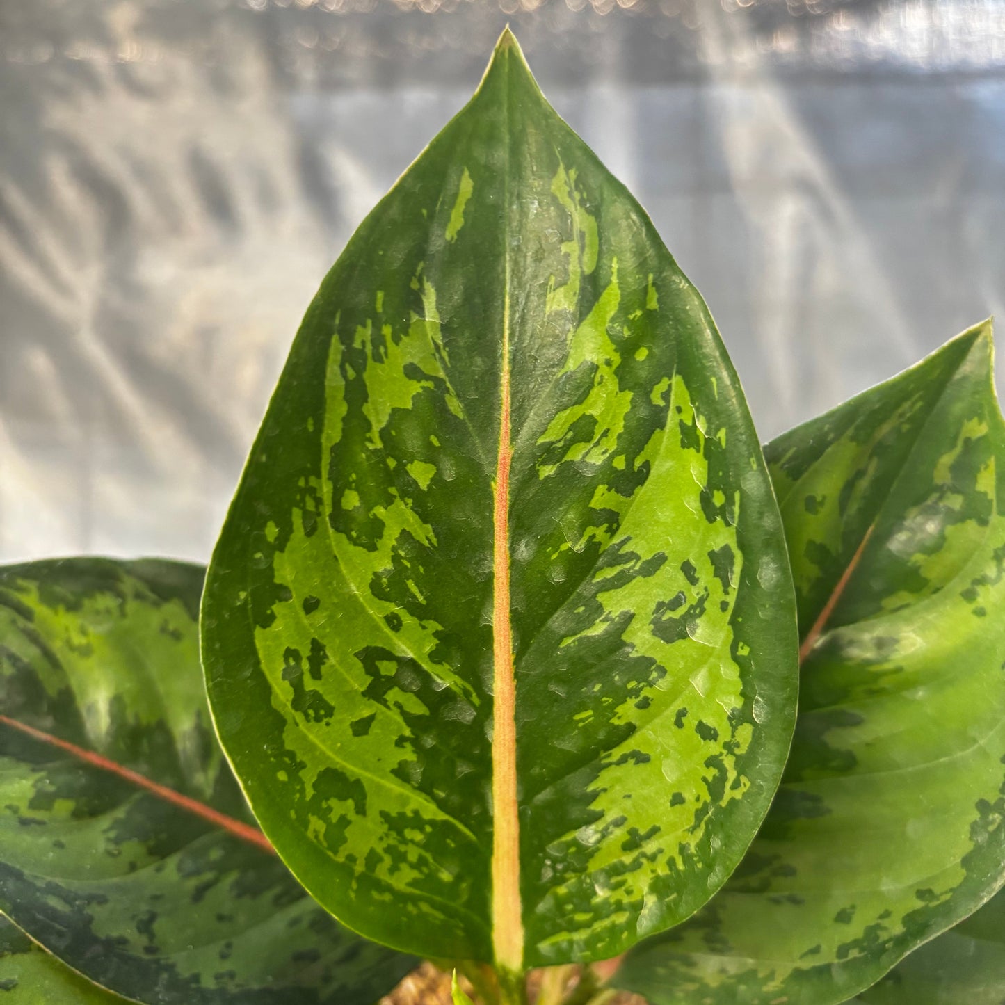Aglaonema Green Javana