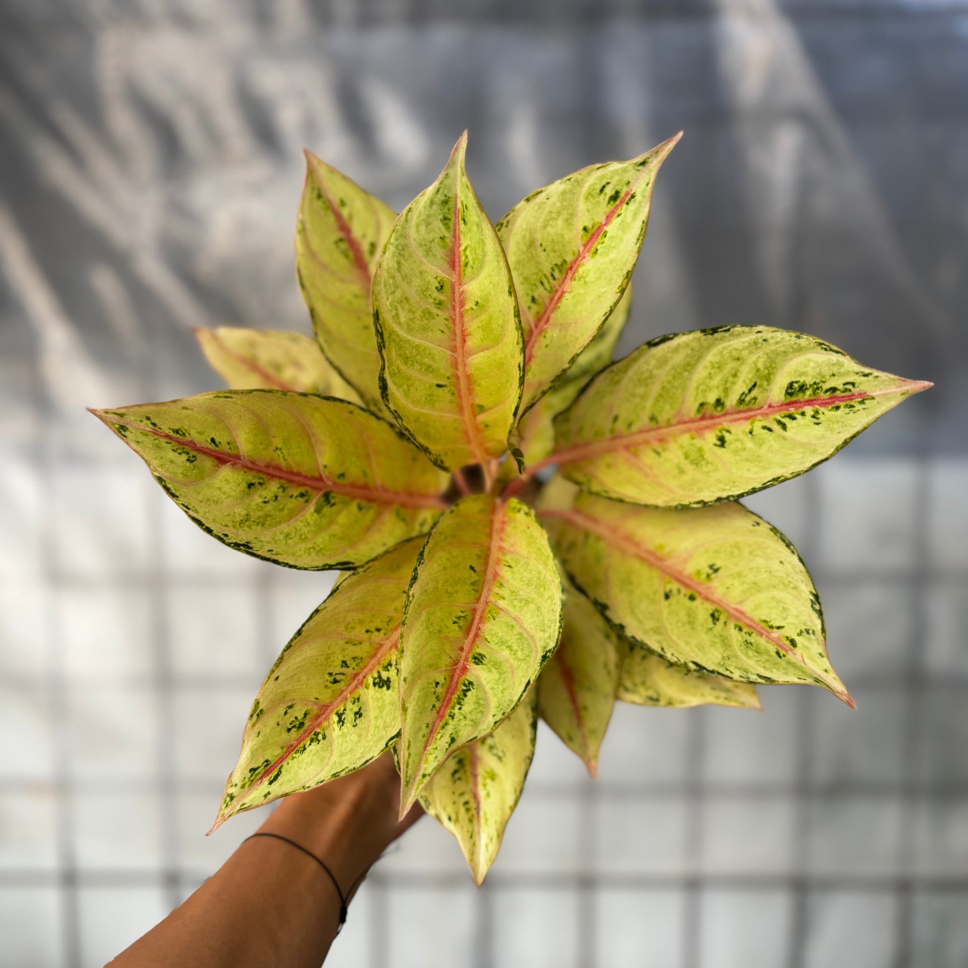 Aglaonema Frozen - Indonesian Rare Plants