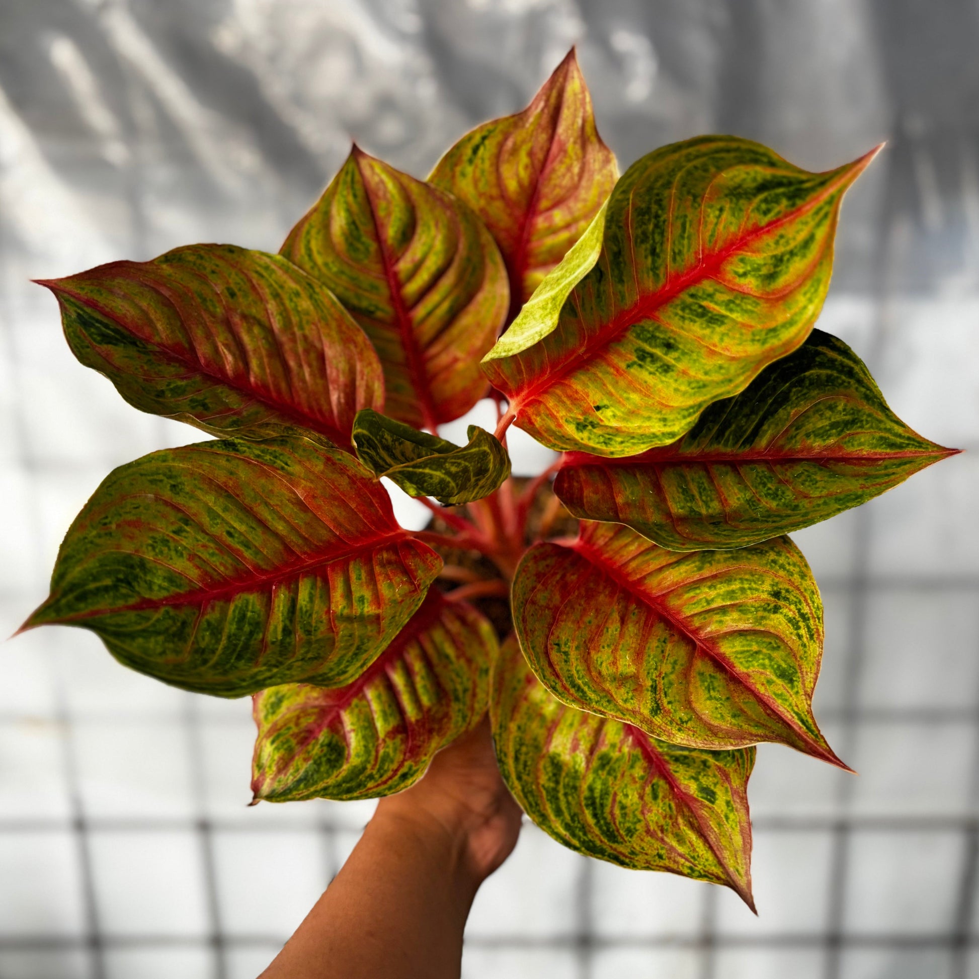 Aglaonema Jolie - Indonesian Rare Plants