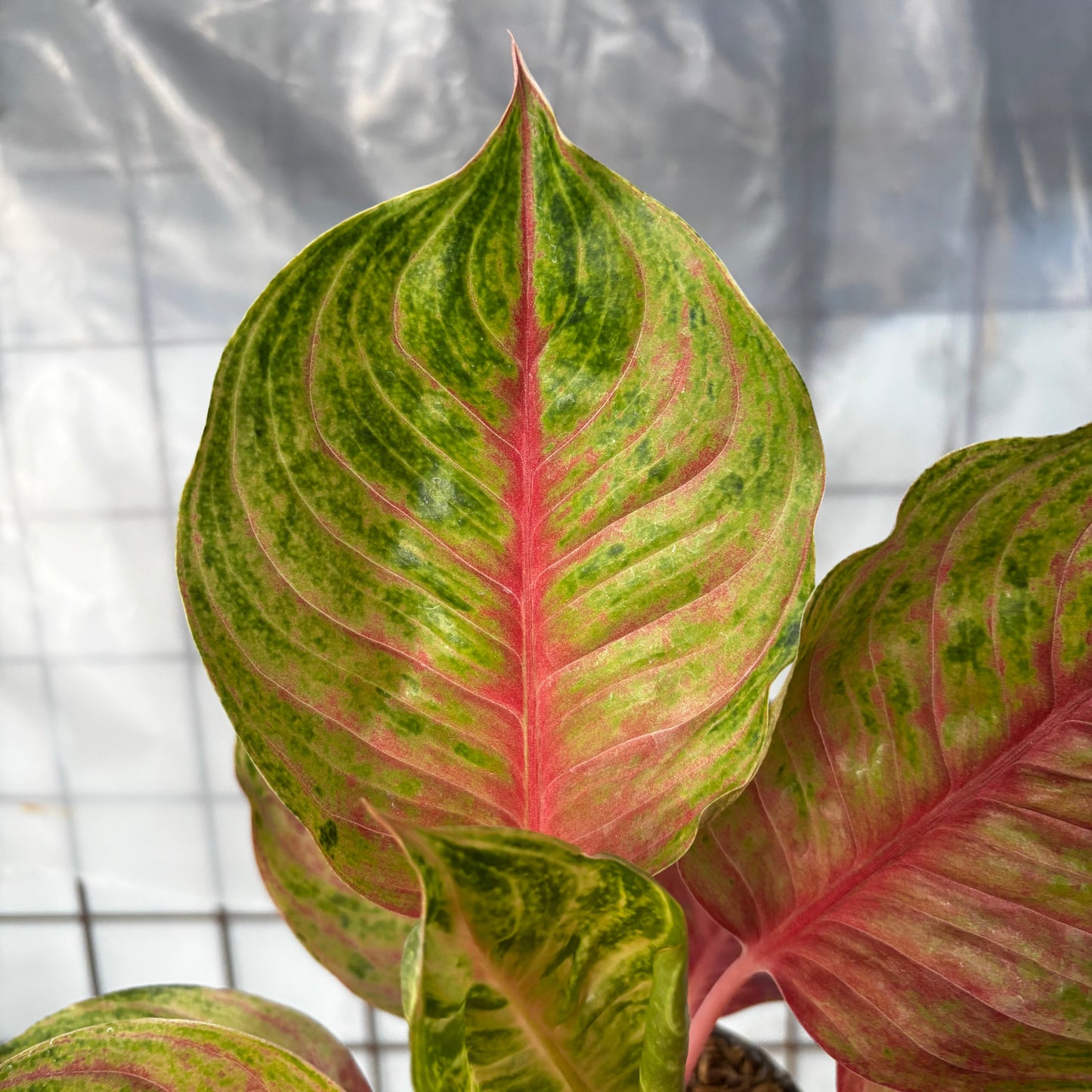 Aglaonema Jolie