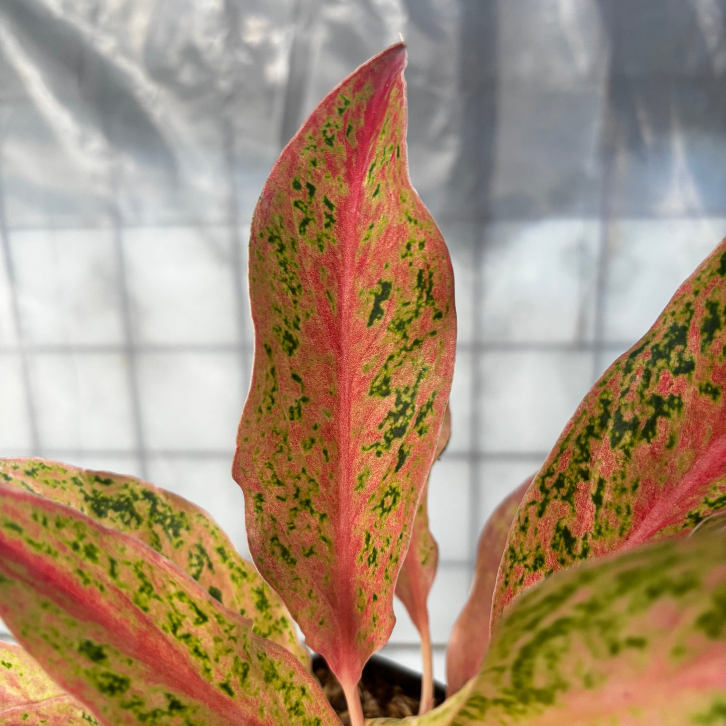 Aglaonema Prosperity
