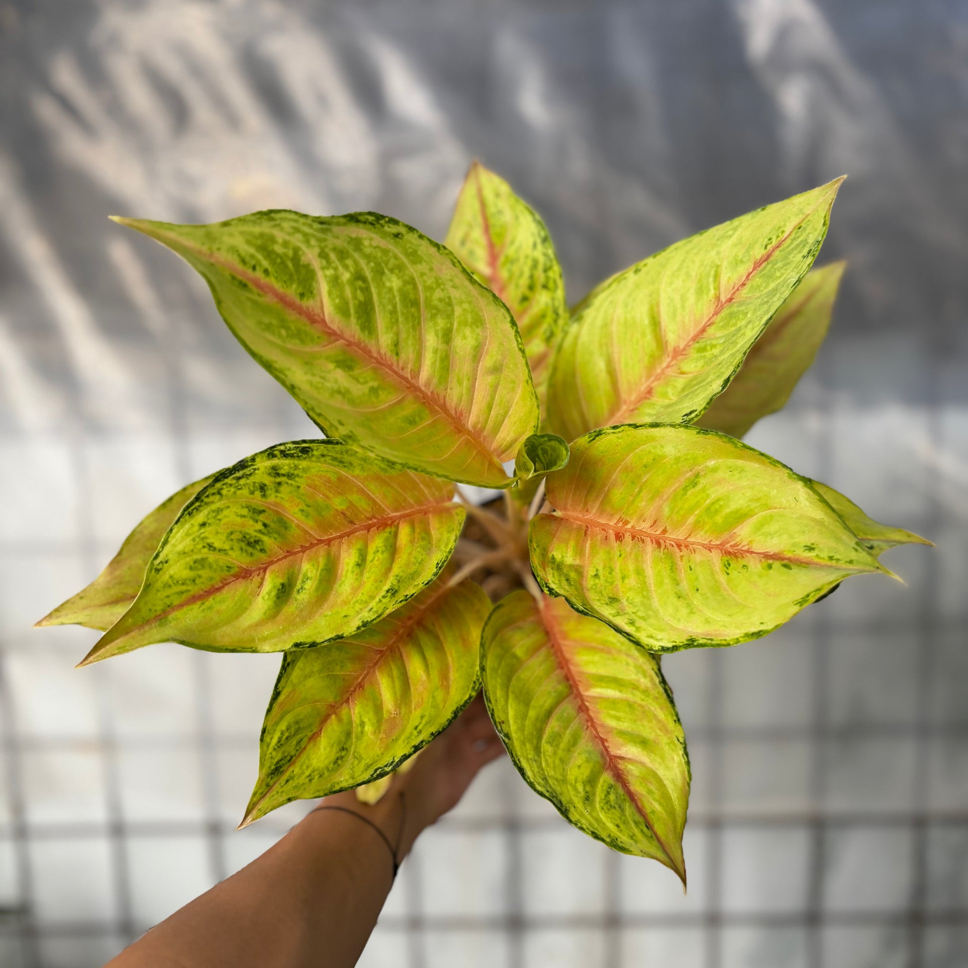 Aglaonema Unicron - Indonesian Rare Plants