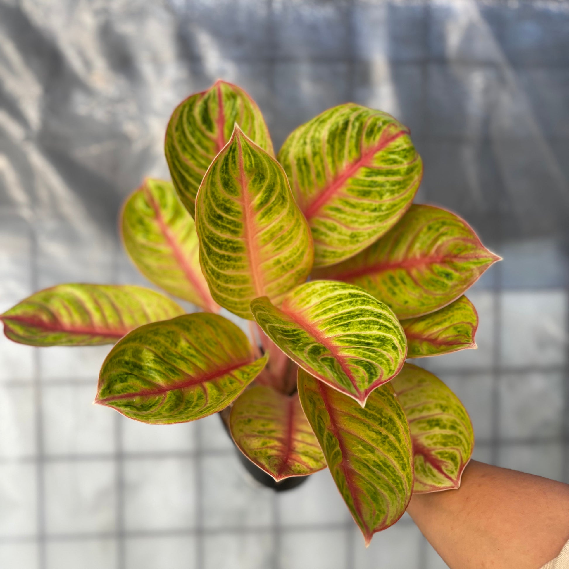 Aglaonema Amber - Indonesian Rare Plants