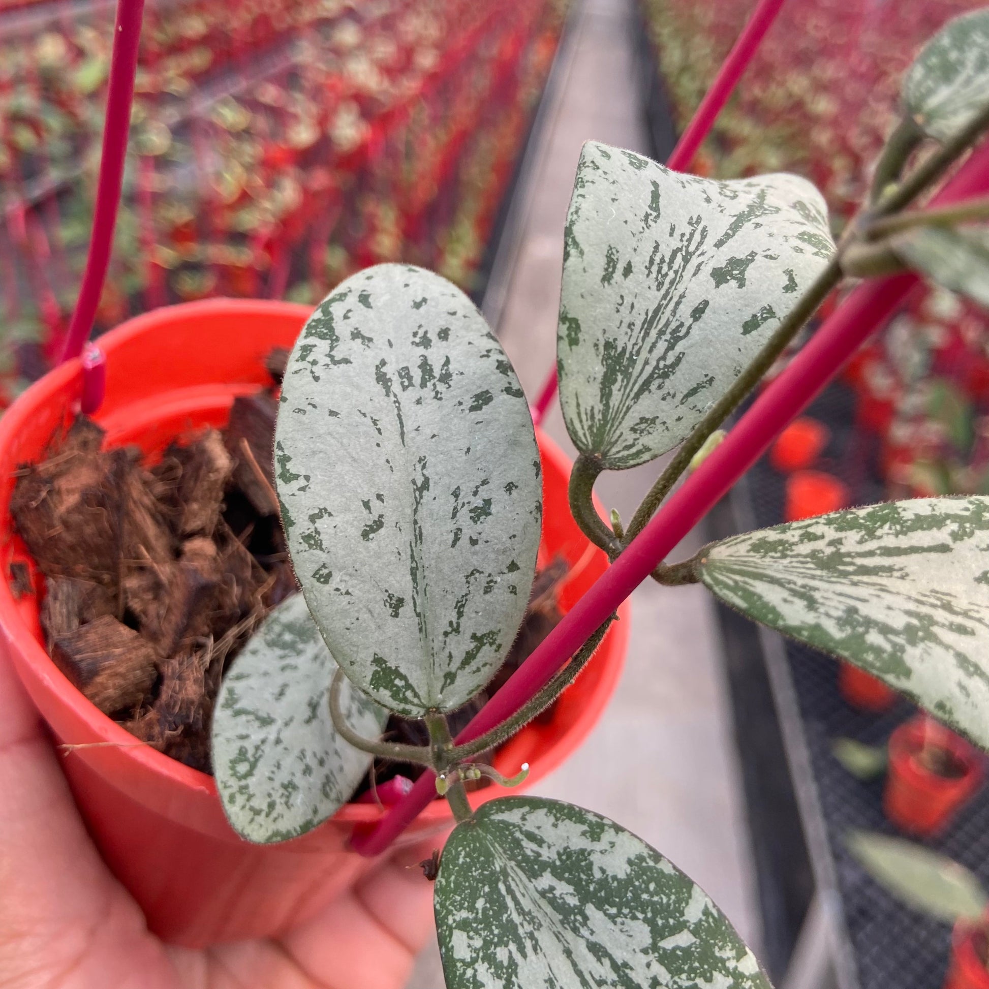 Hoya Sigillatis Morning Sun — photo 3