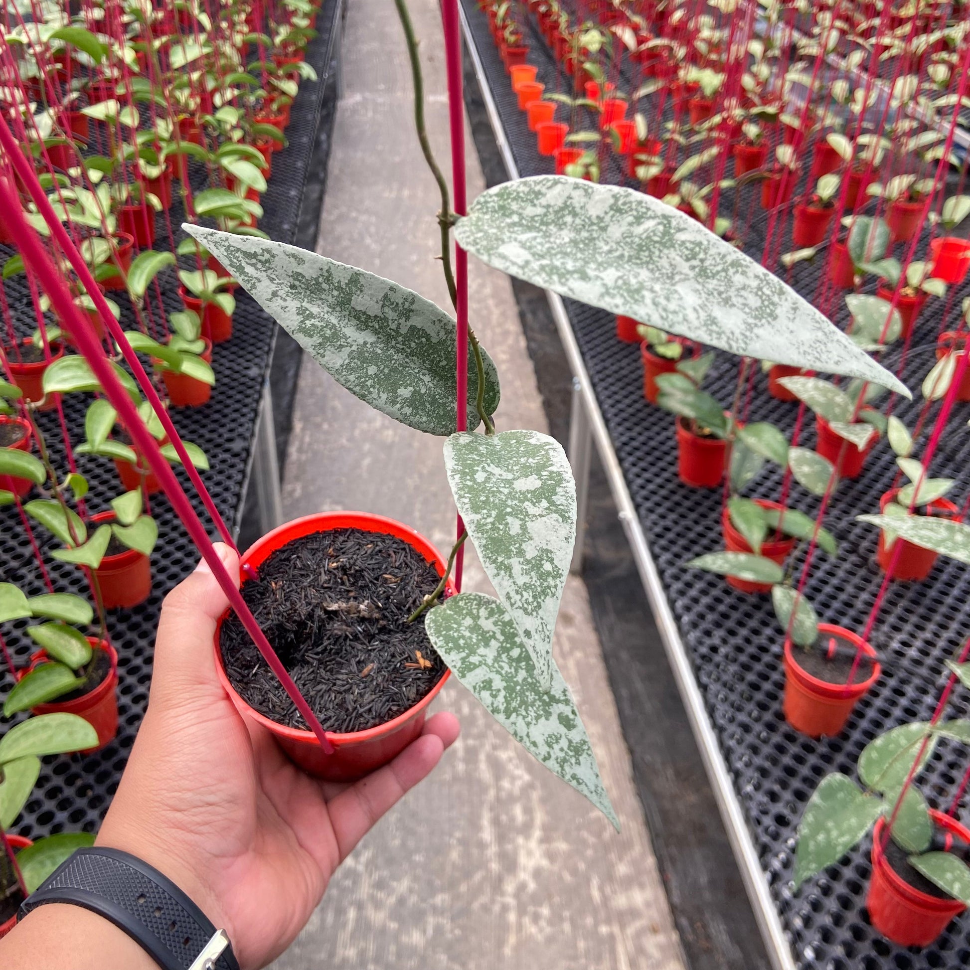 Hoya Flagellata Silver - Indonesian Rare Plants