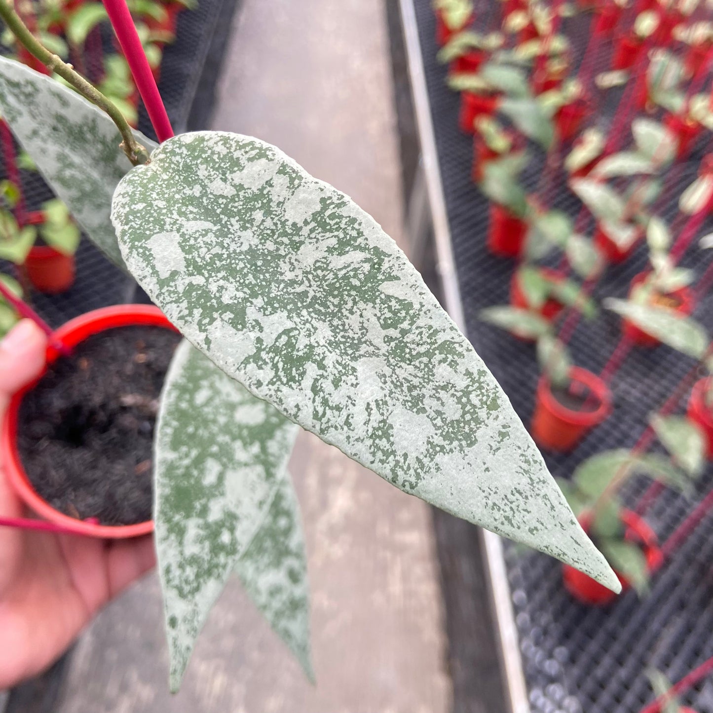 Hoya Flagellata Silver