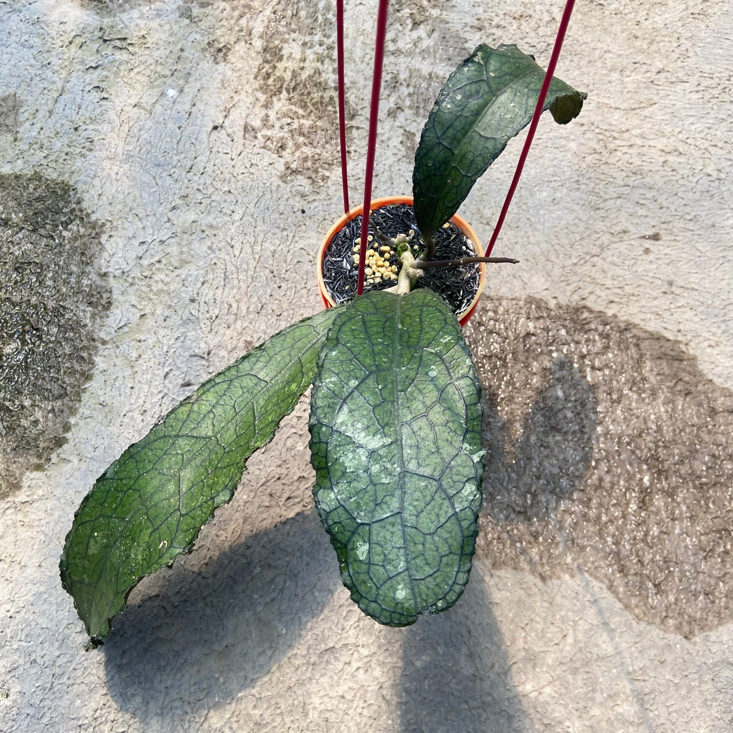 Hoya Clemensiorum Ancient Dragon - Indonesian Rare Plants