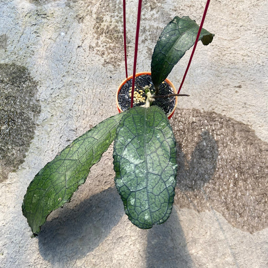 Hoya Clemensiorum Ancient Dragon - Indonesian Rare Plants
