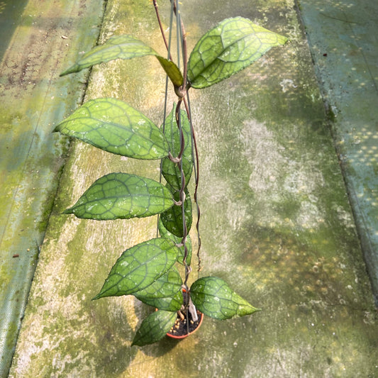 Hoya Clemensiorum MDF-001 - Indonesian Rare Plants