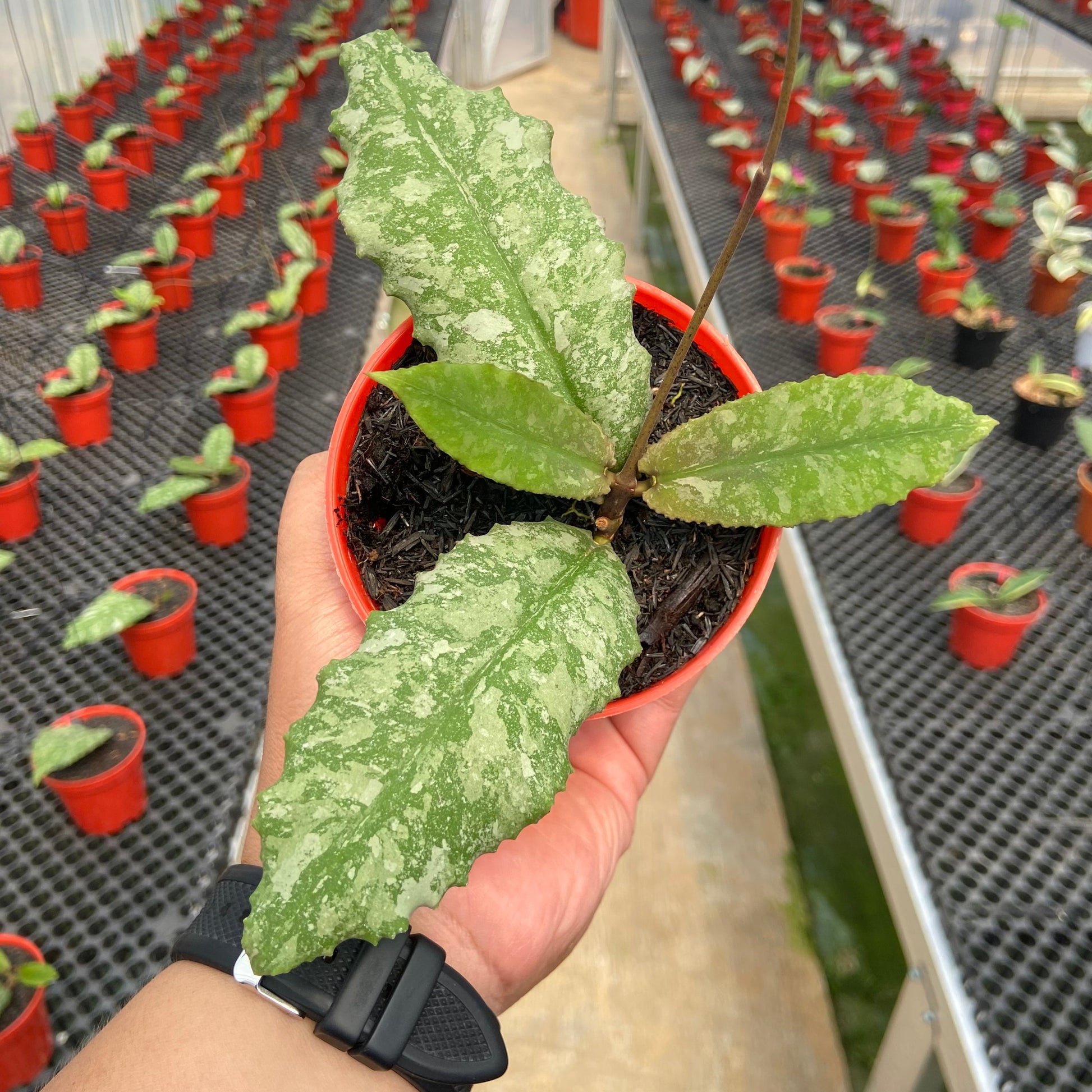 Hoya Undulata Silver Round Leaf - Indonesian Rare Plants