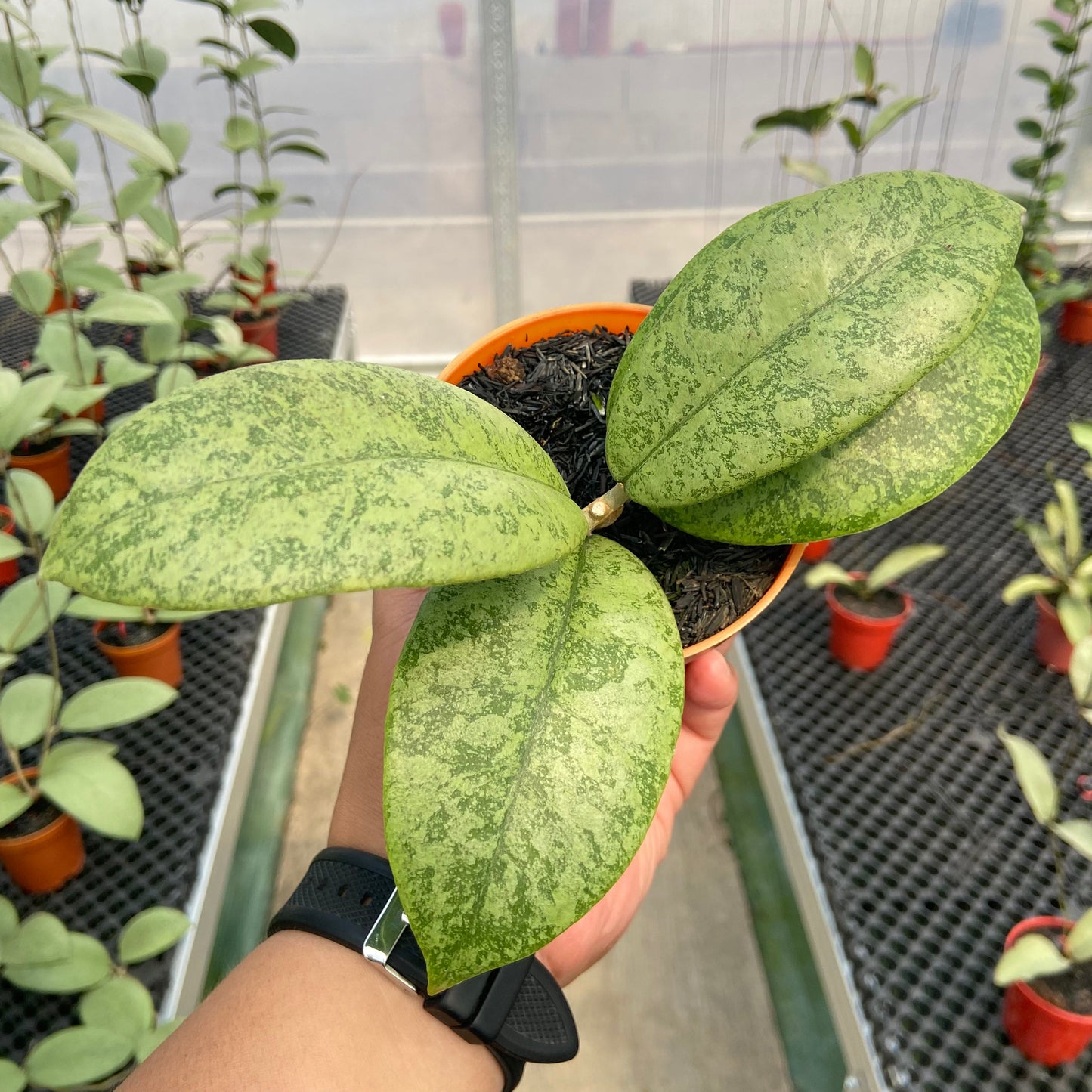 Hoya Callistophylla Silver - Indonesian Rare Plants