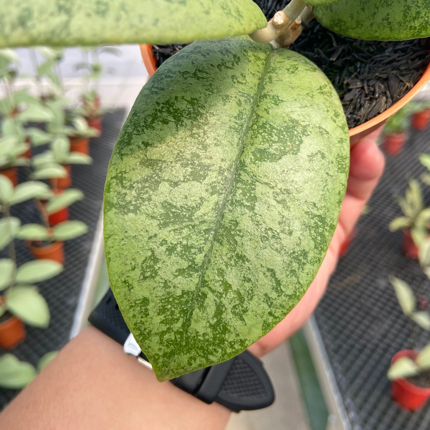 Hoya Callistophylla Silver