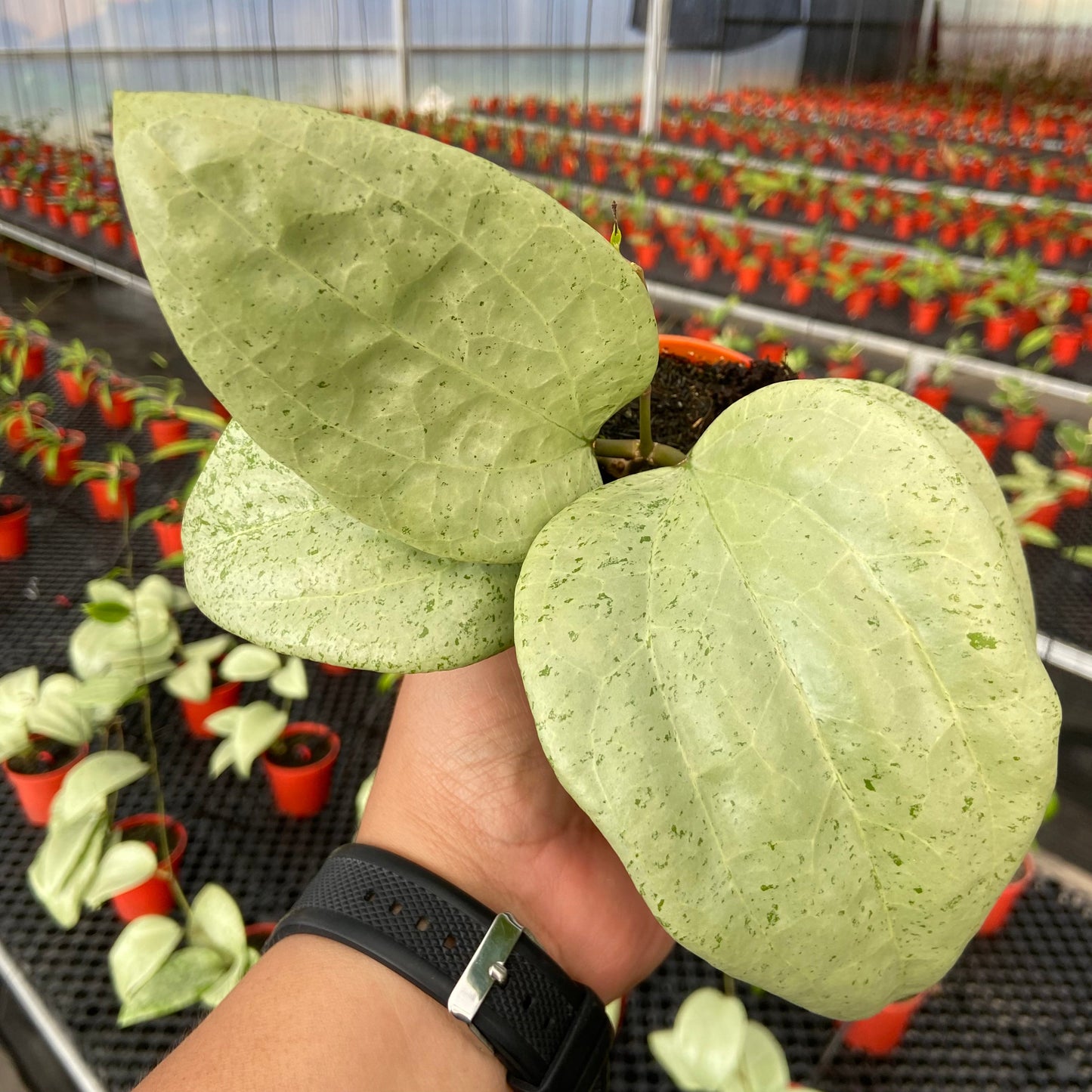 Hoya Glabra Gin - Indonesian Rare Plants