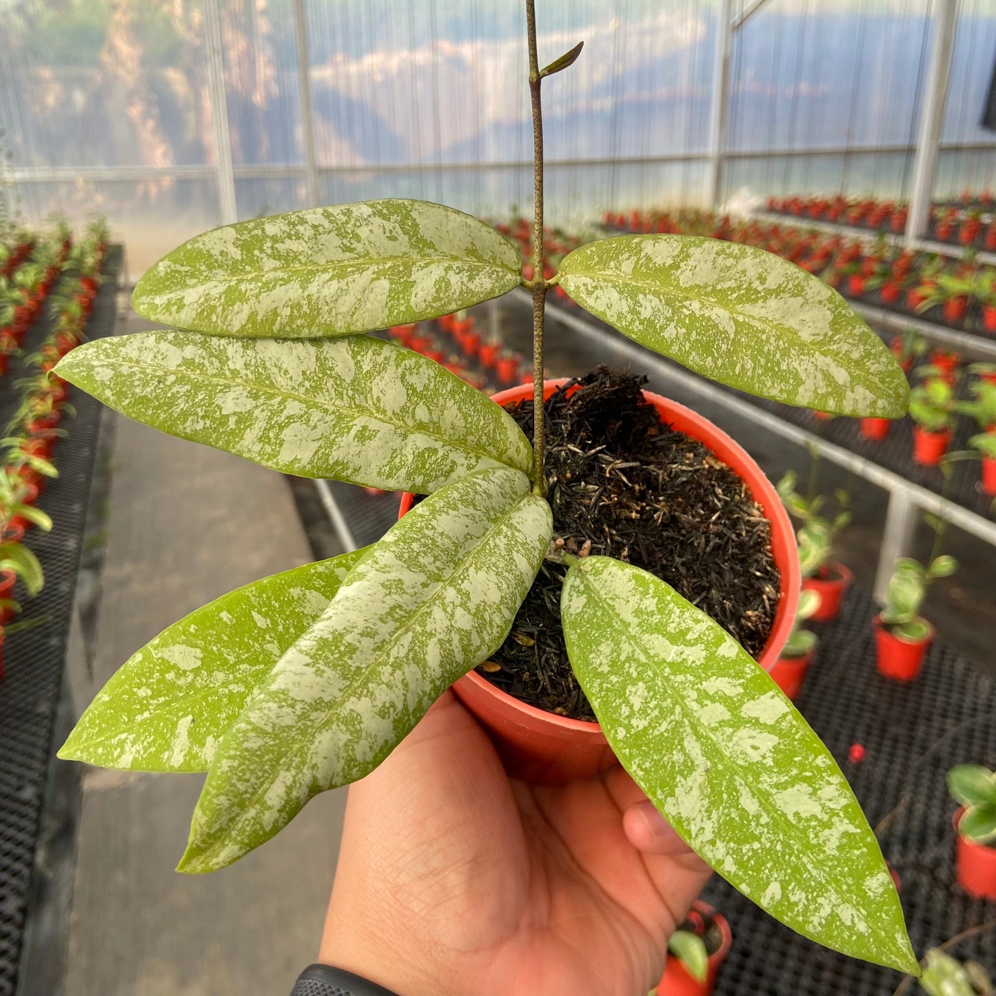 Hoya Kaikoeana High Splash - Indonesian Rare Plants