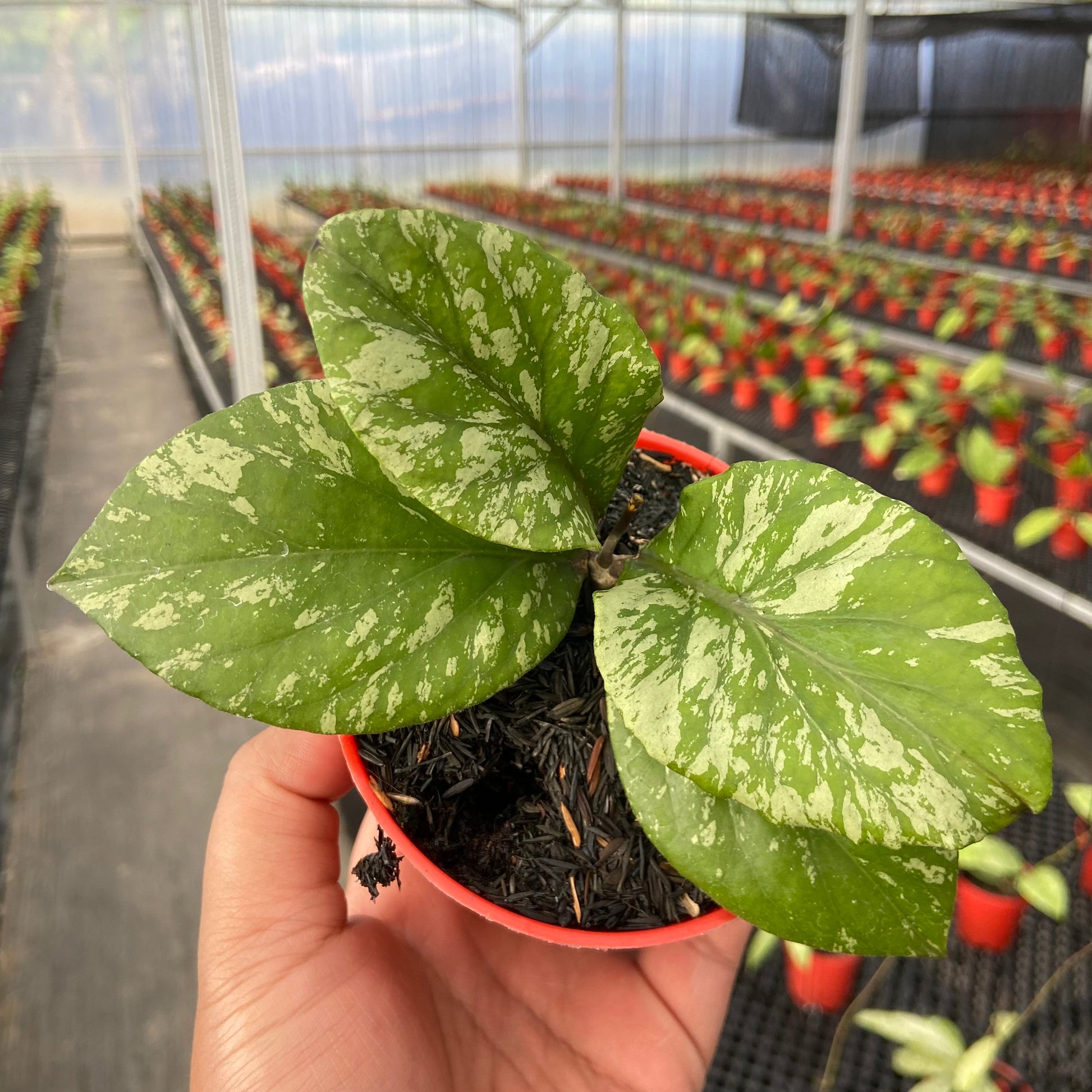 Hoya SP Aceh Manohara High Splash - Indonesian Rare Plants