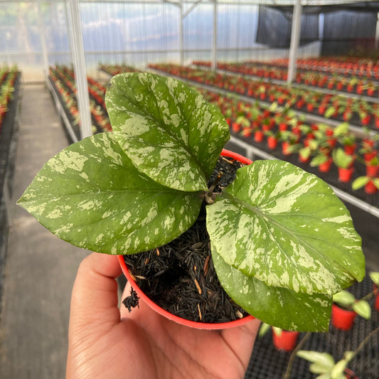 Hoya SP Aceh Manohara High Splash - Indonesian Rare Plants