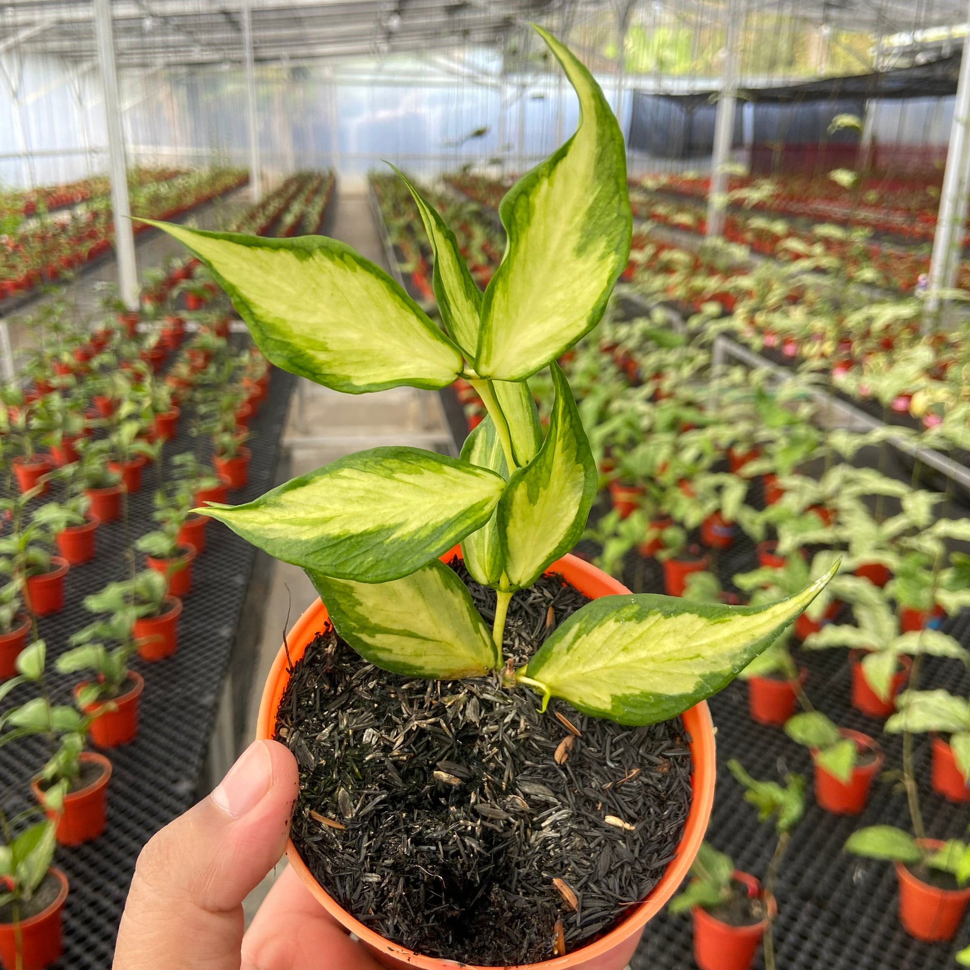 Hoya Polyneura Inner Variegated - Indonesian Rare Plants