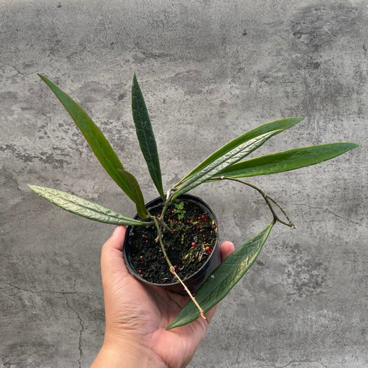 Hoya Sulawesiana Long Leaves — rare Indonesian plant