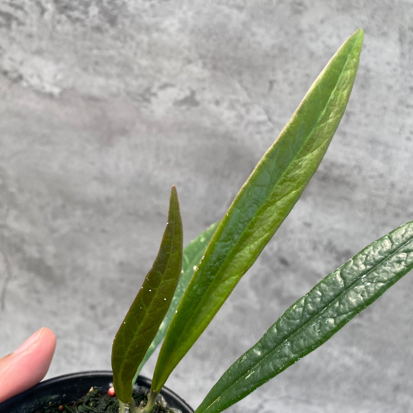Hoya Sulawesiana Long Leaves — photo 3