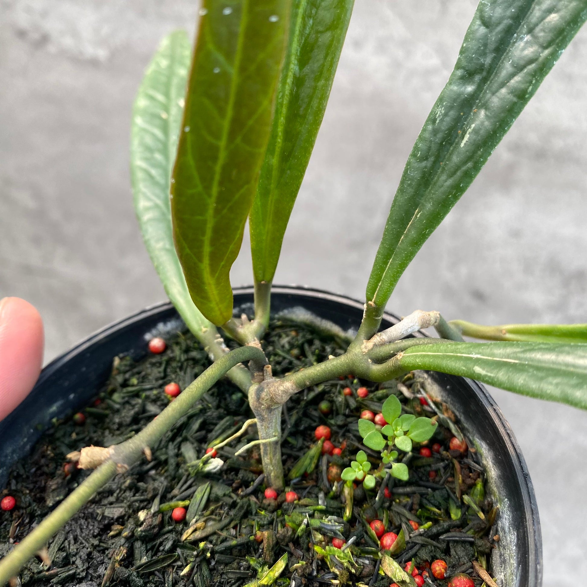 Hoya Sulawesiana Long Leaves — photo 4