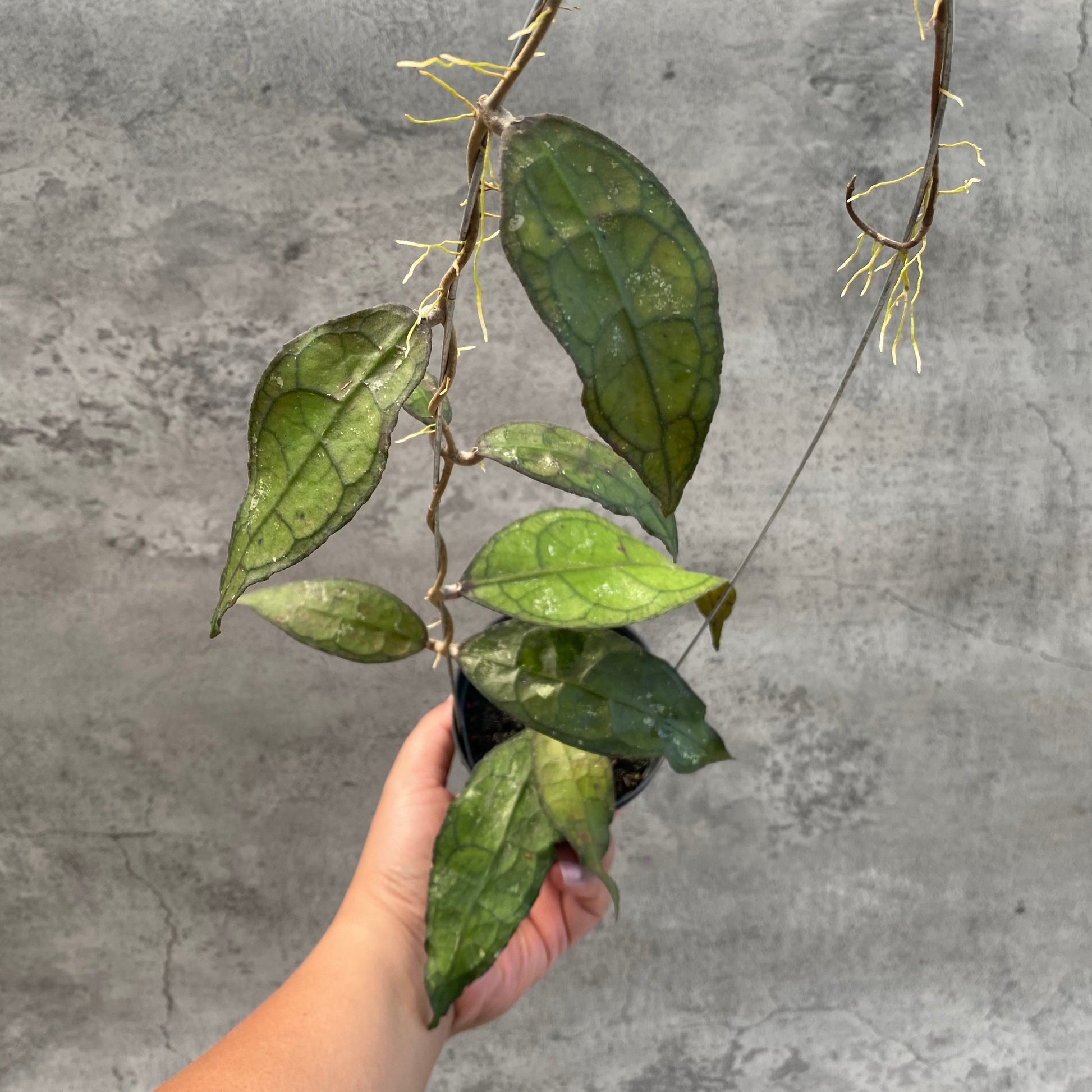 Hoya Clemensiorum SP Aceh — rare Indonesian plant