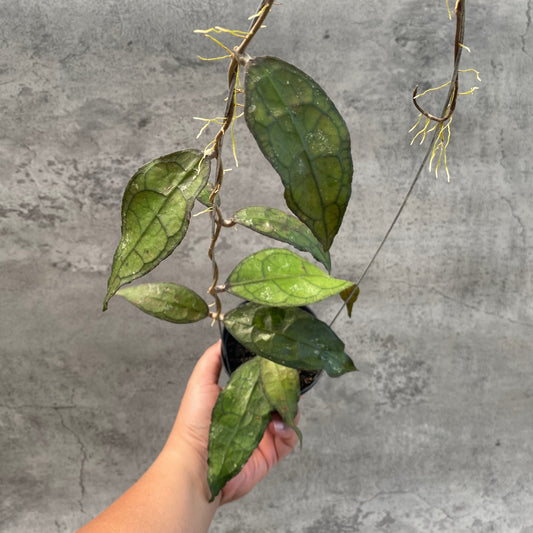 Hoya Clemensiorum SP Aceh — rare Indonesian plant