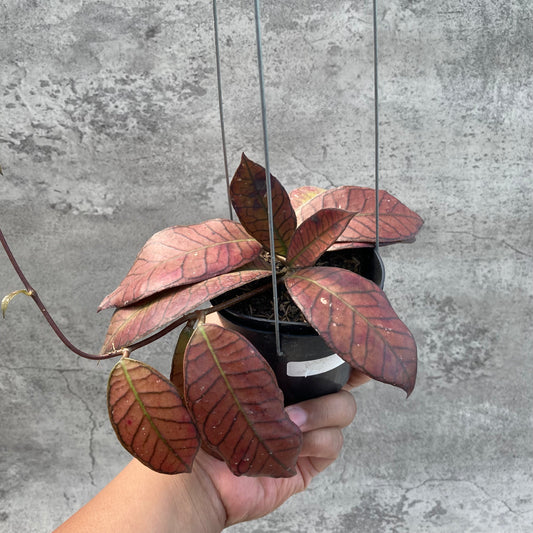 Hoya SP Gunung Gading Red — rare Indonesian plant