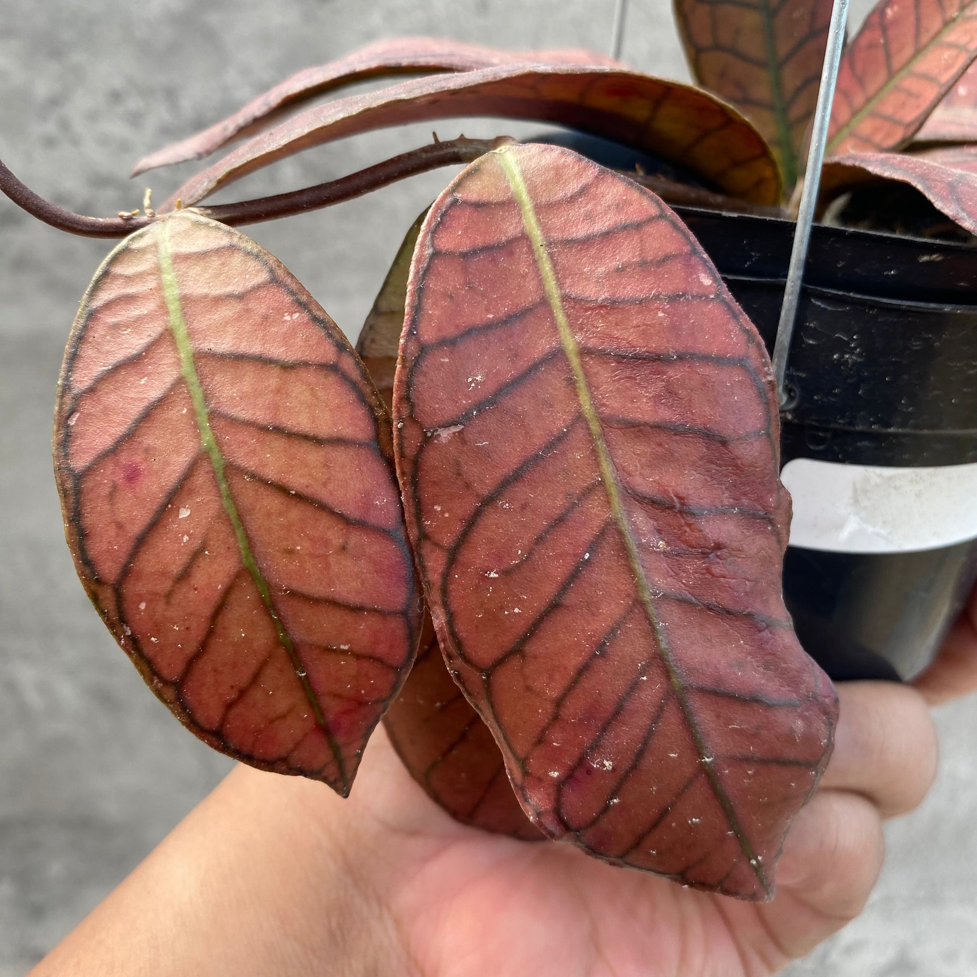 Hoya SP Gunung Gading Red — photo 2