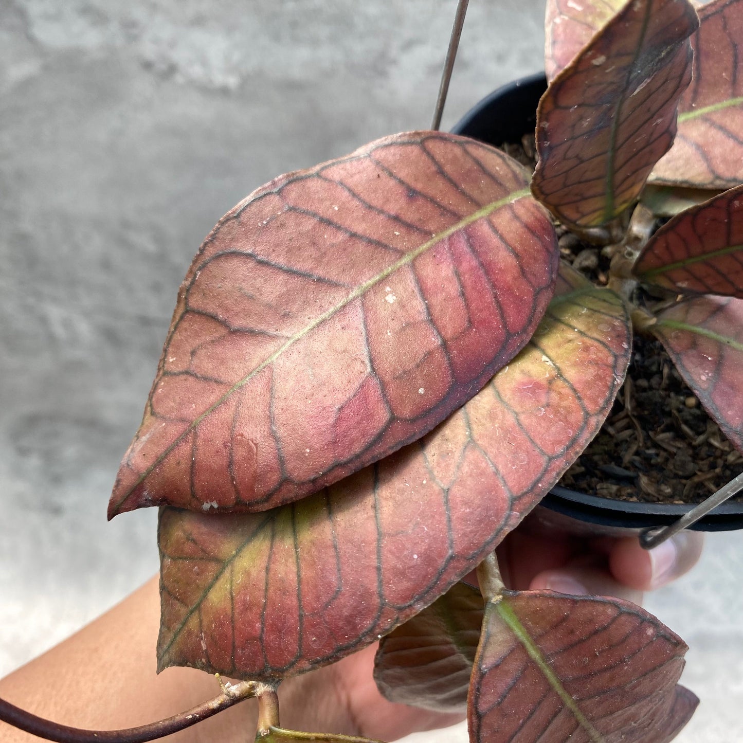 Hoya SP Gunung Gading Red — photo 3
