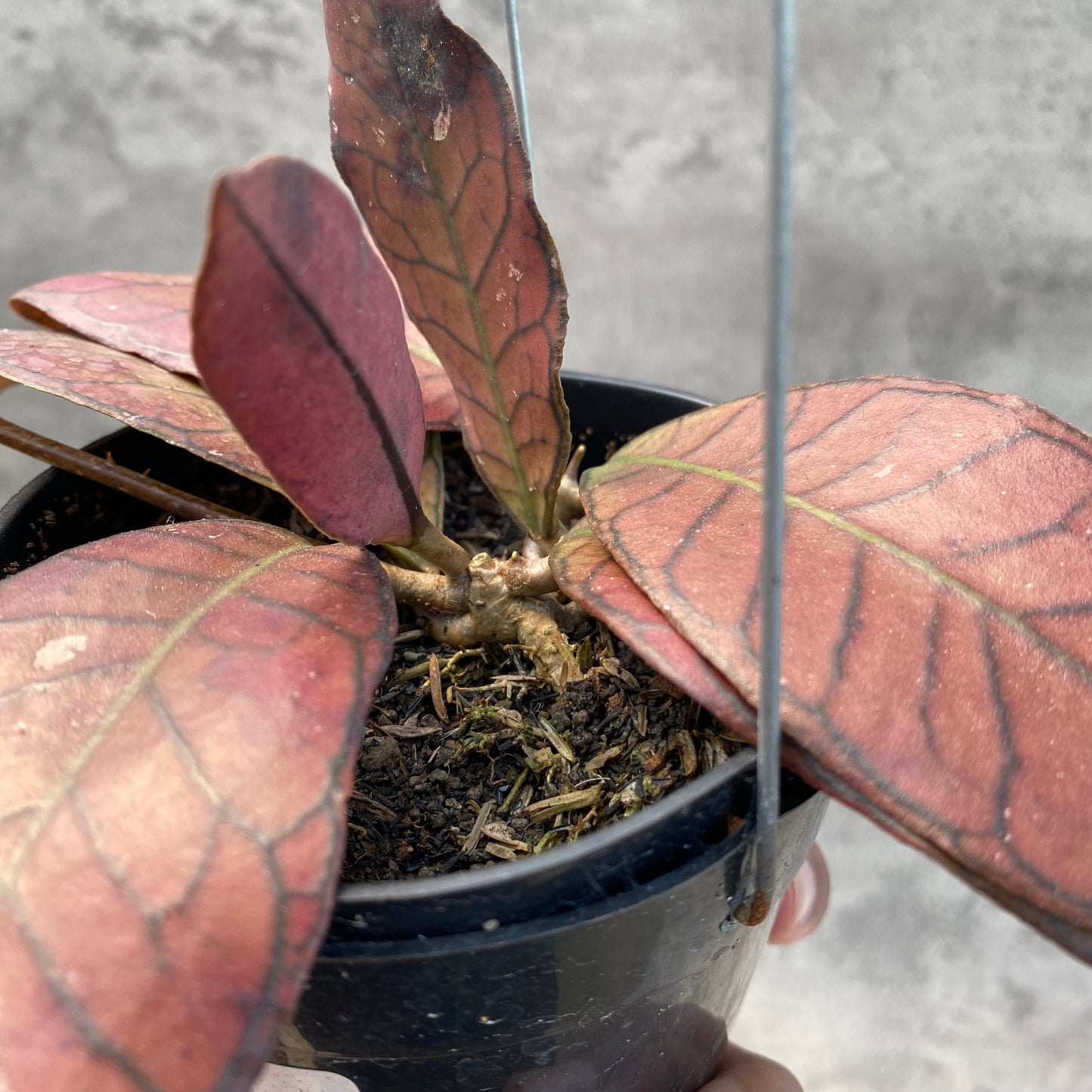 Hoya SP Gunung Gading Red — photo 4