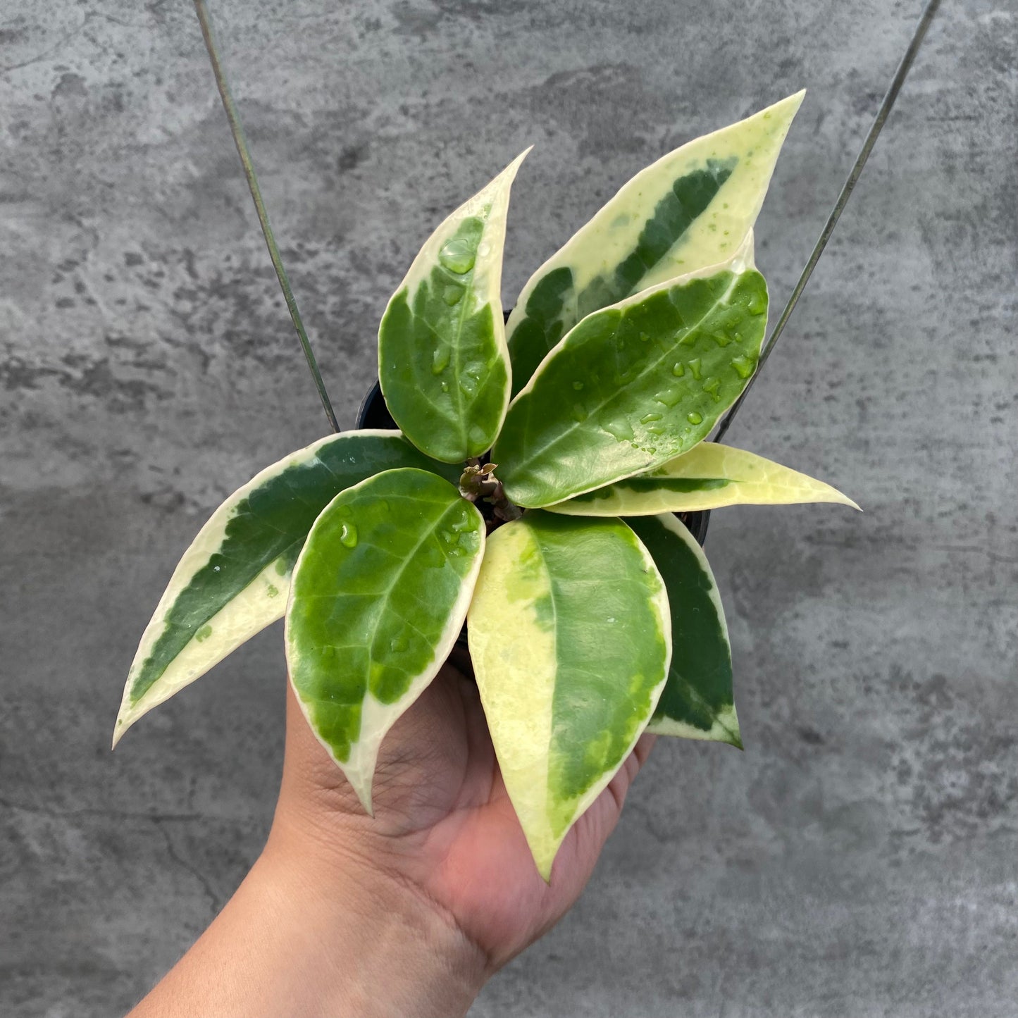 Hoya Verticillata SP Panglay Albomarginata — rare Indonesian plant