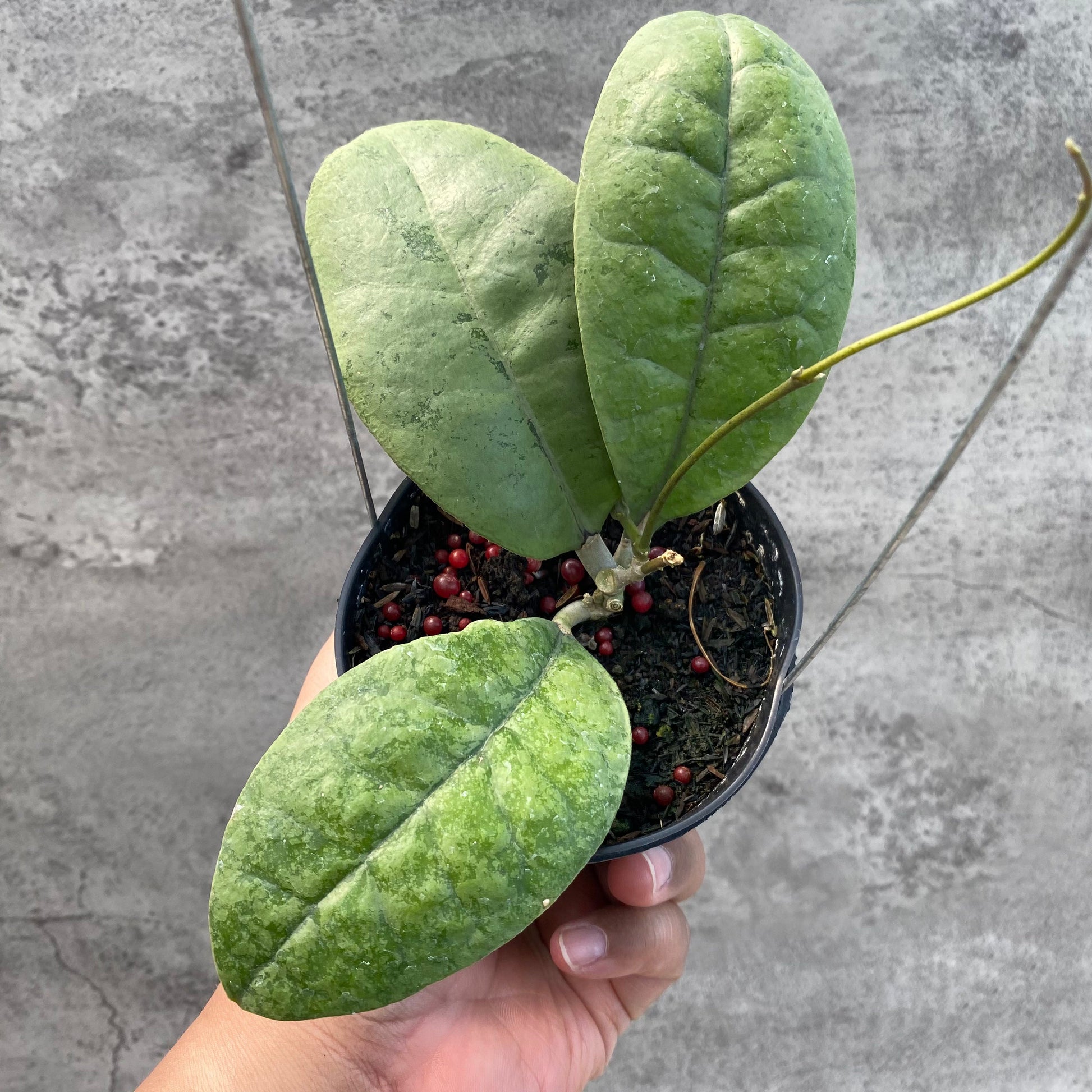 Hoya AFF Forbesii Silver — rare Indonesian plant