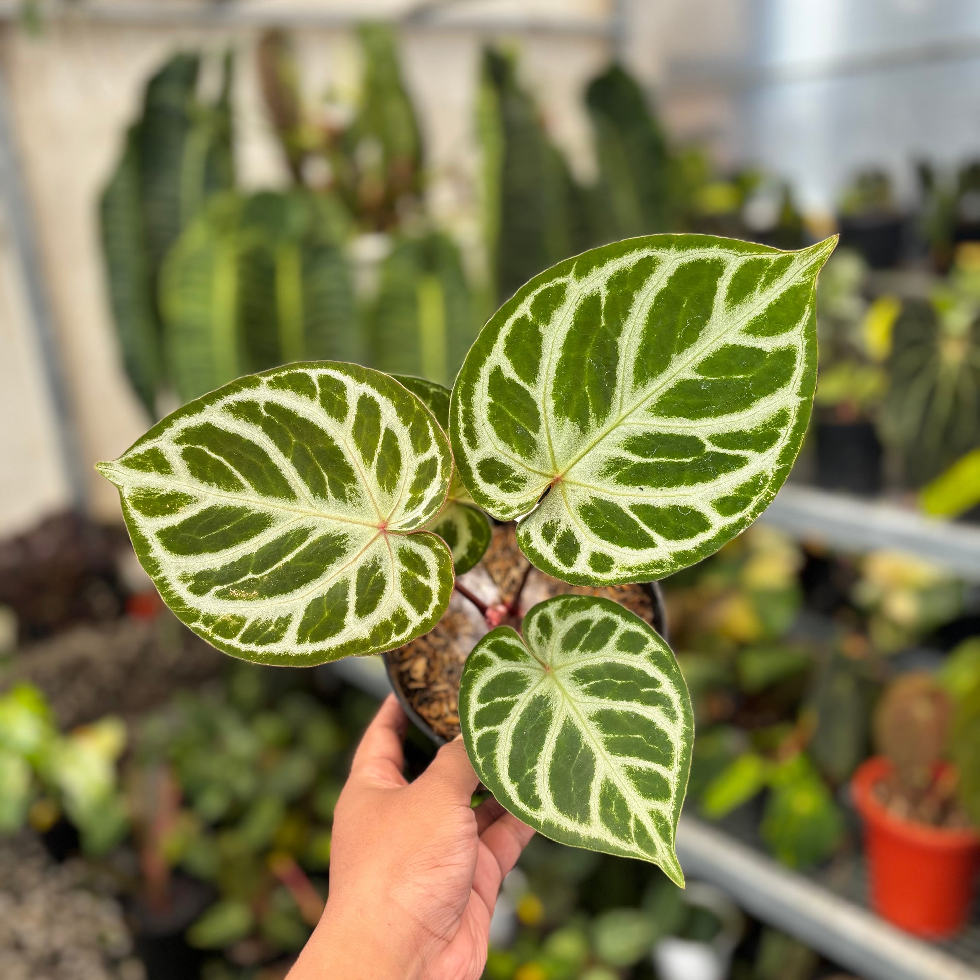 Anthurium (Dorayaki x Red Crystalinum) x Angel Dreams - Indonesian Rare Plants