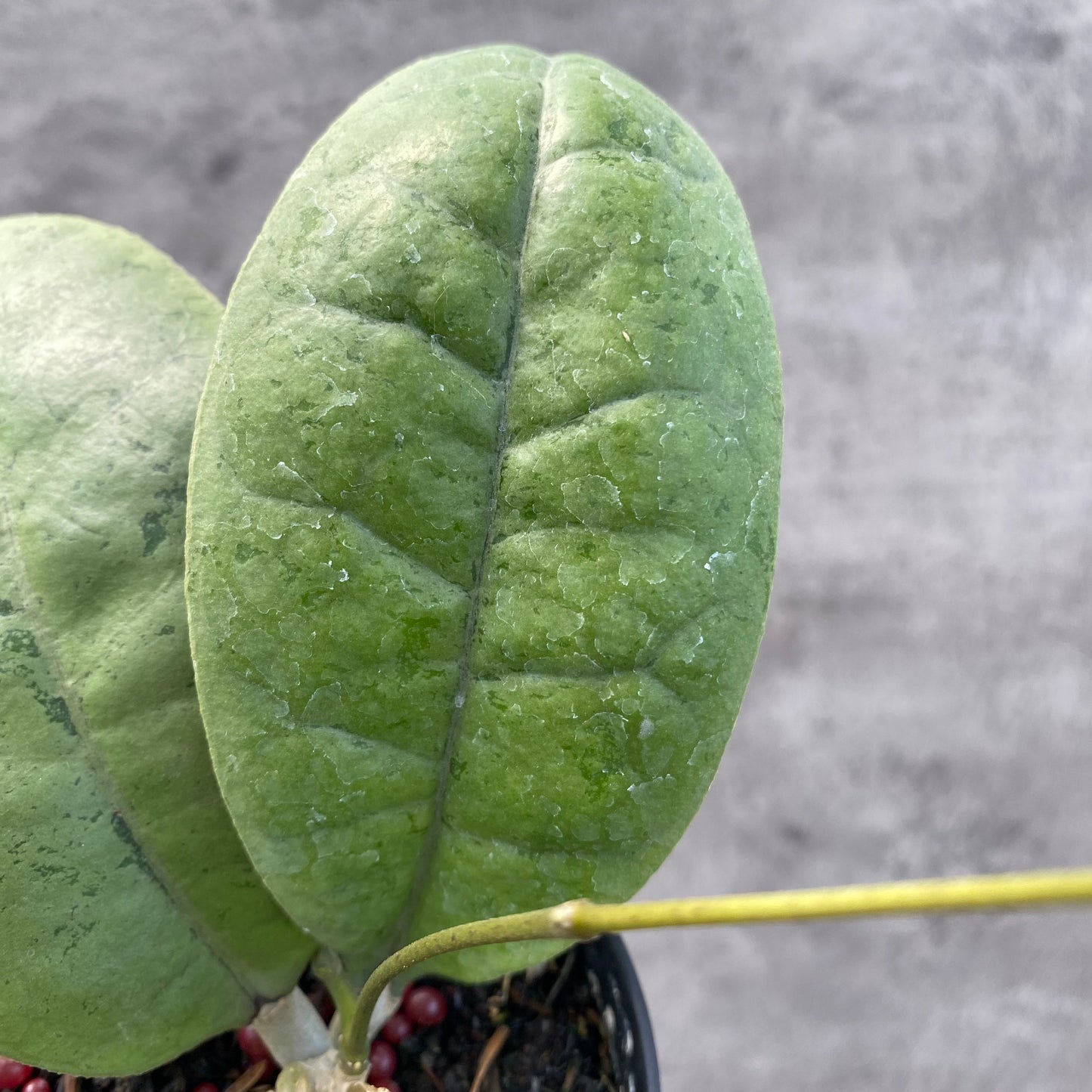 Hoya AFF Forbesii Silver — photo 2