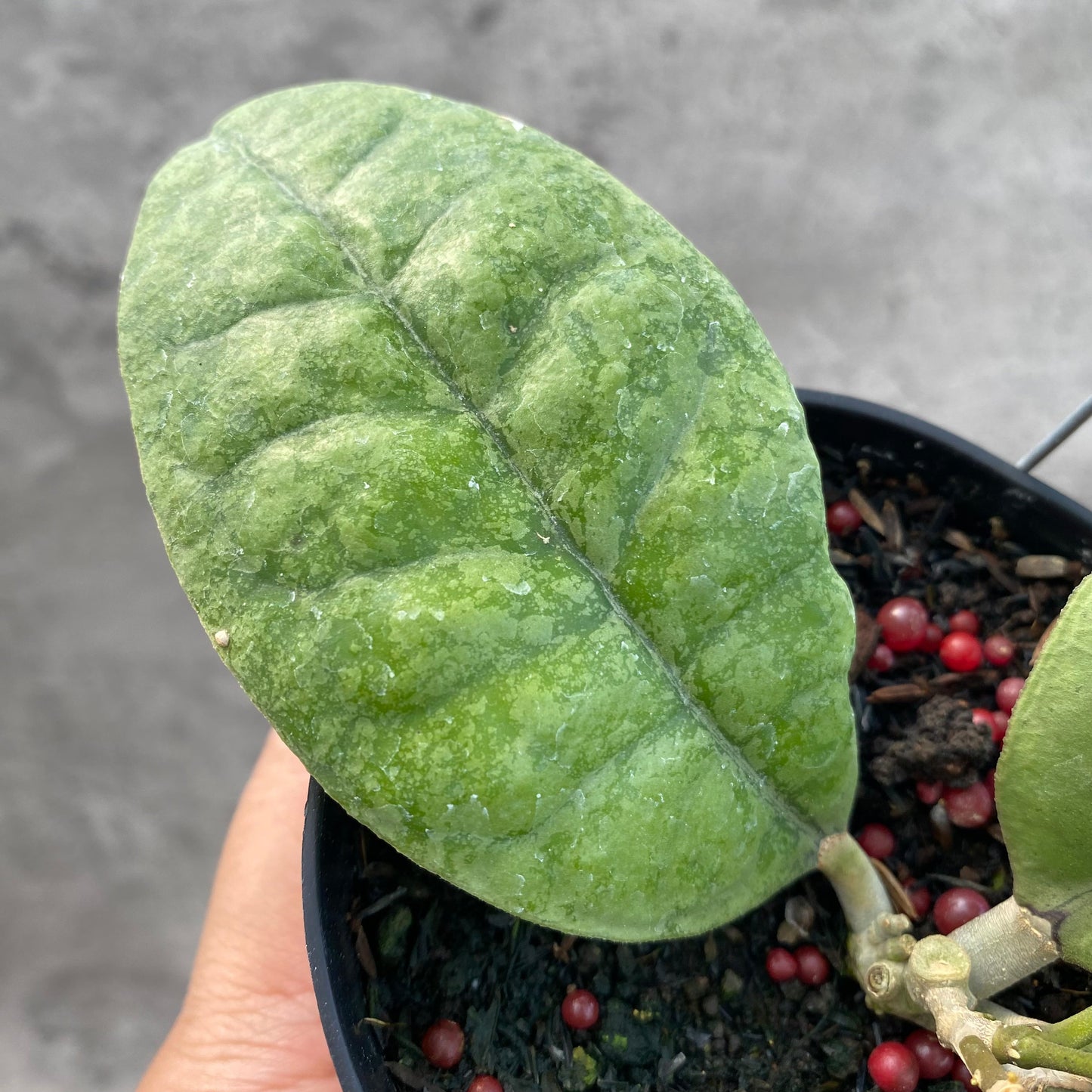 Hoya AFF Forbesii Silver — photo 3