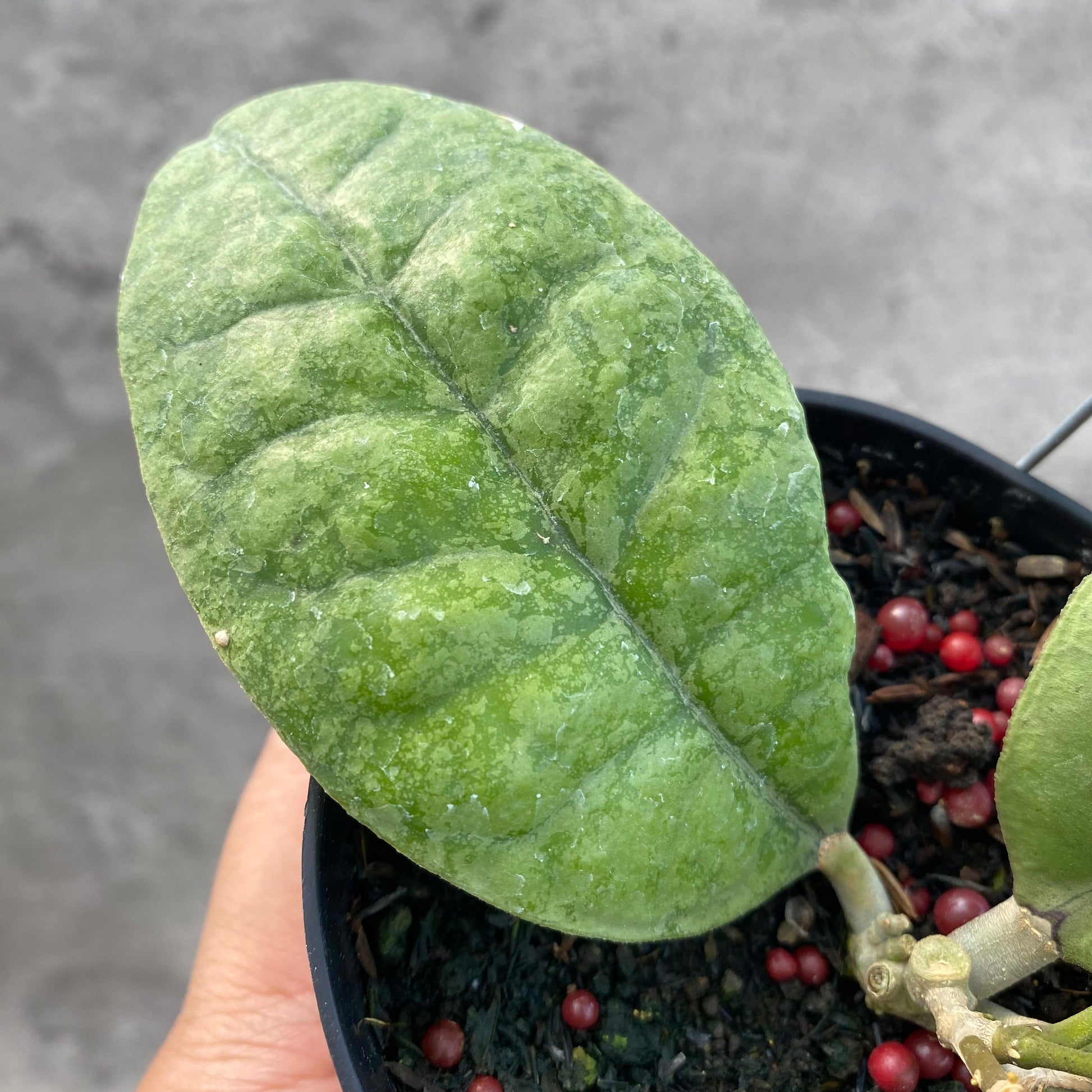 Hoya AFF Forbesii Silver — photo 3