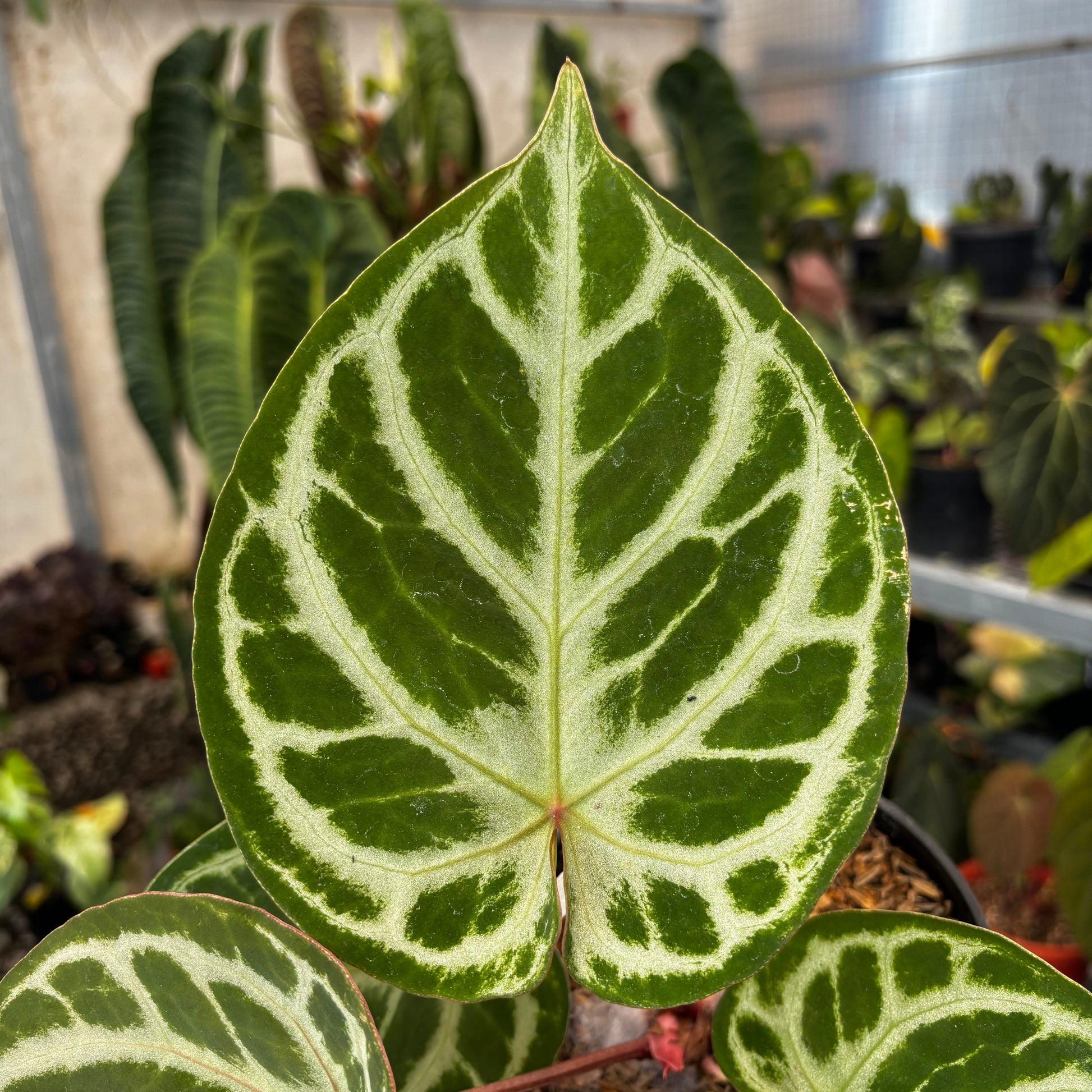 Anthurium (Dorayaki x Red Crystallinum) x Angel Dreams — photo 2