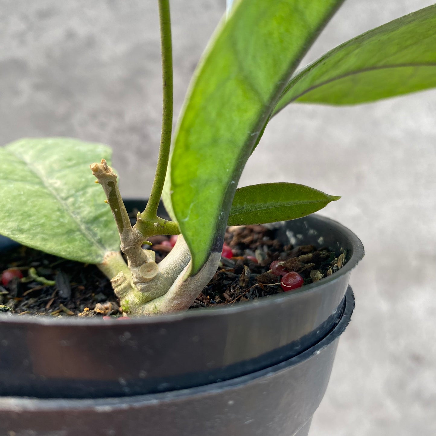 Hoya AFF Forbesii Silver — photo 4